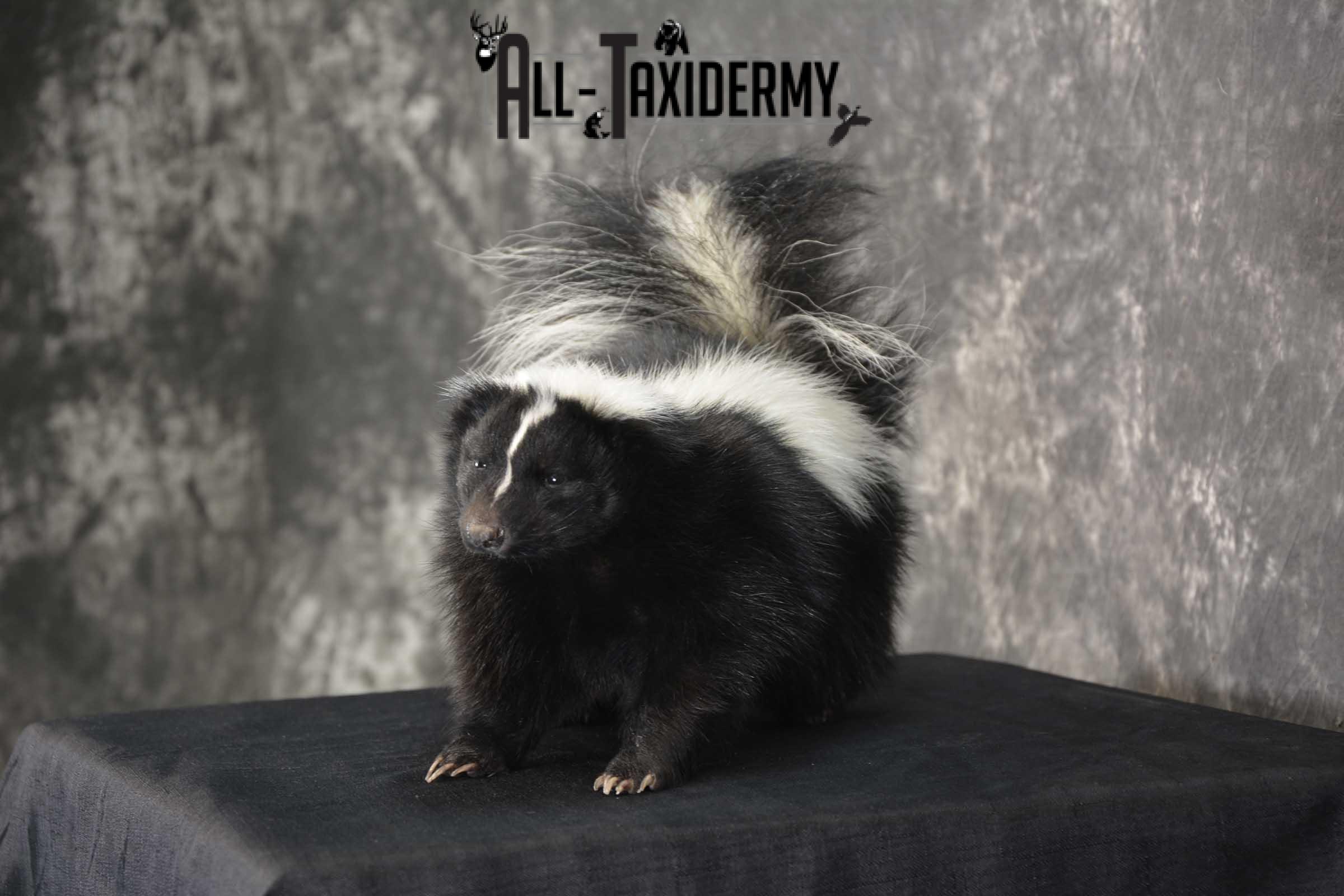 Skunk Taxidermy Mount for sale SKU 1829.1 - Image 4