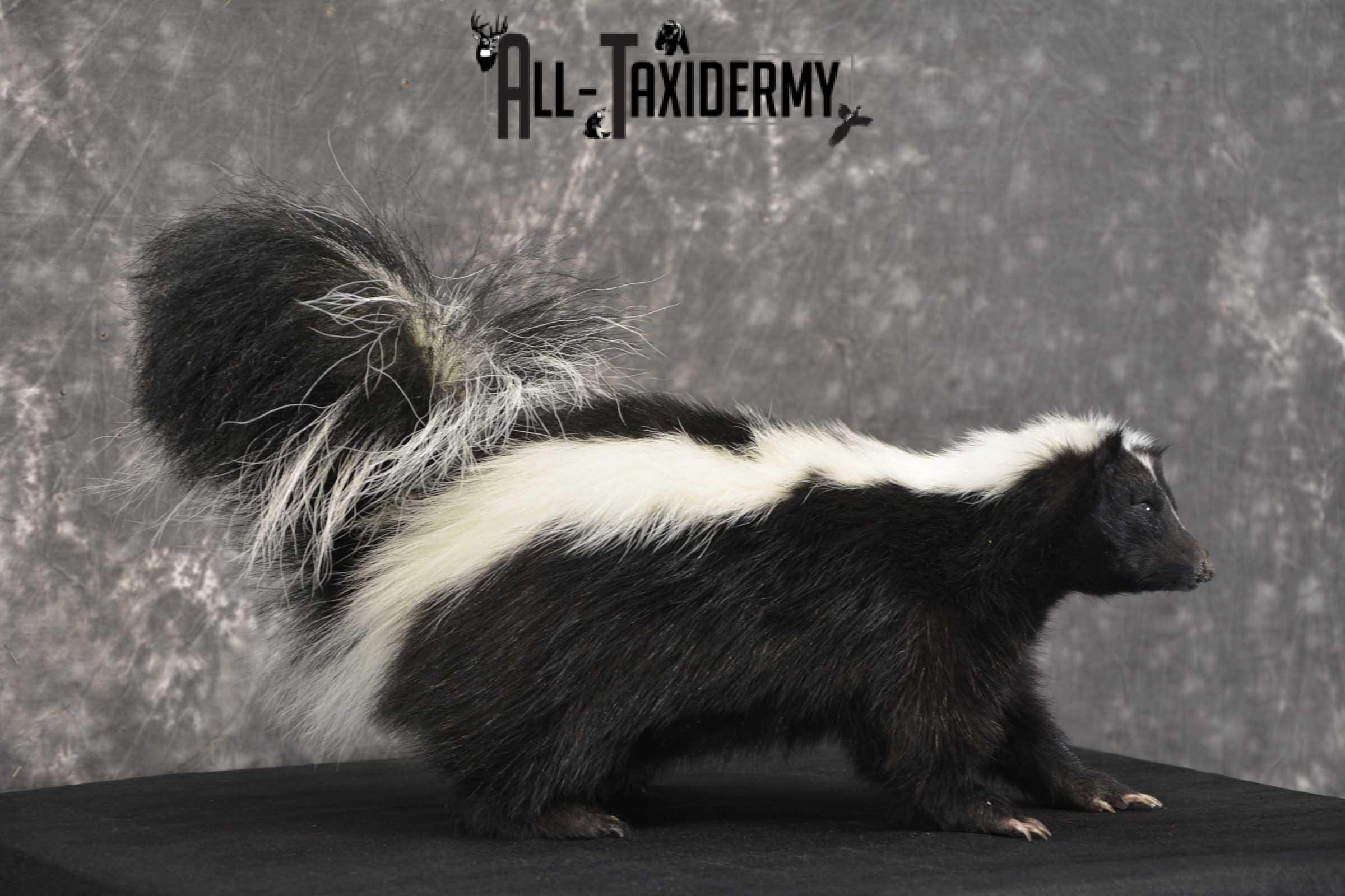 Skunk Taxidermy Mount for sale SKU 1829.1 - Image 3