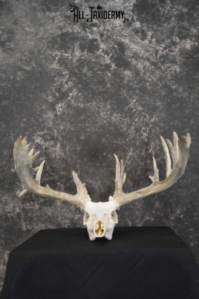 Whitetail European taxidermy skull for sale SKU 1846