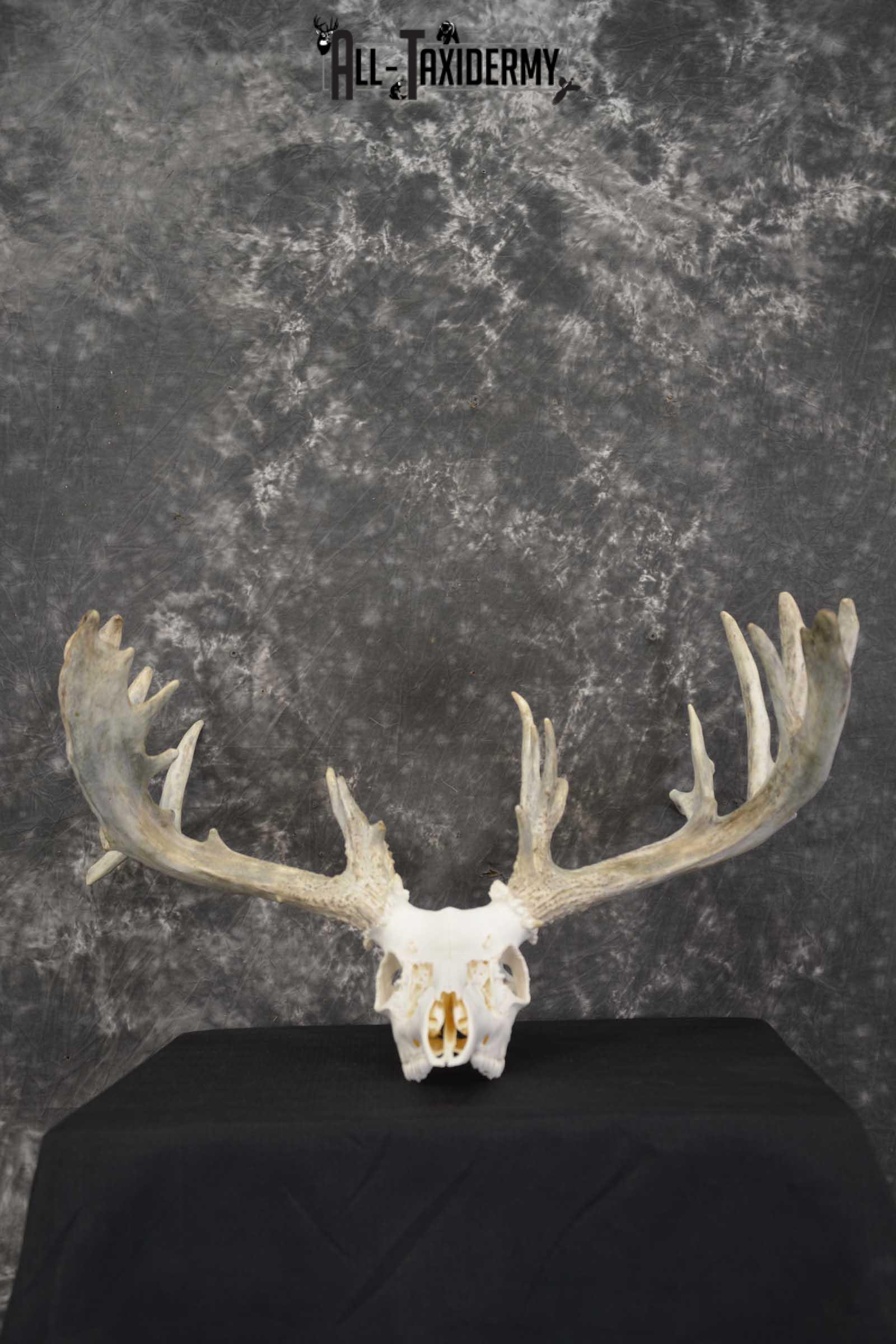 Whitetail European taxidermy skull for sale SKU 1846