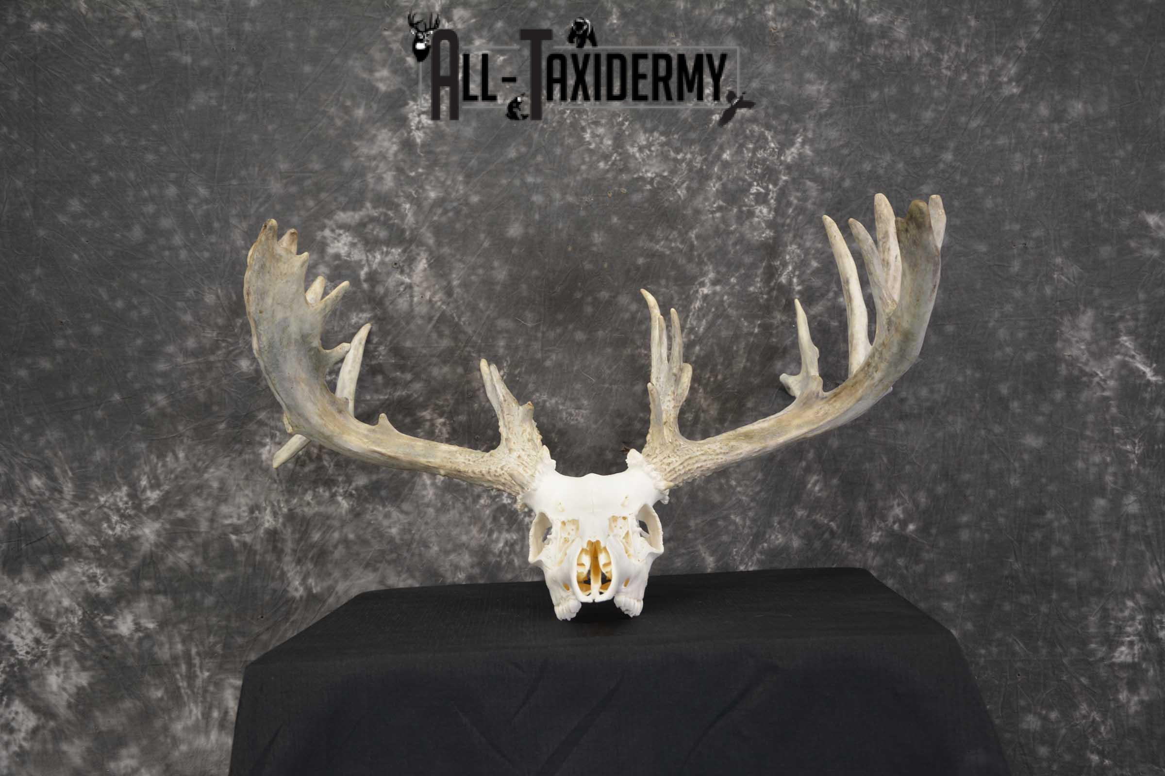 Whitetail European taxidermy skull for sale SKU 1846 - Image 6