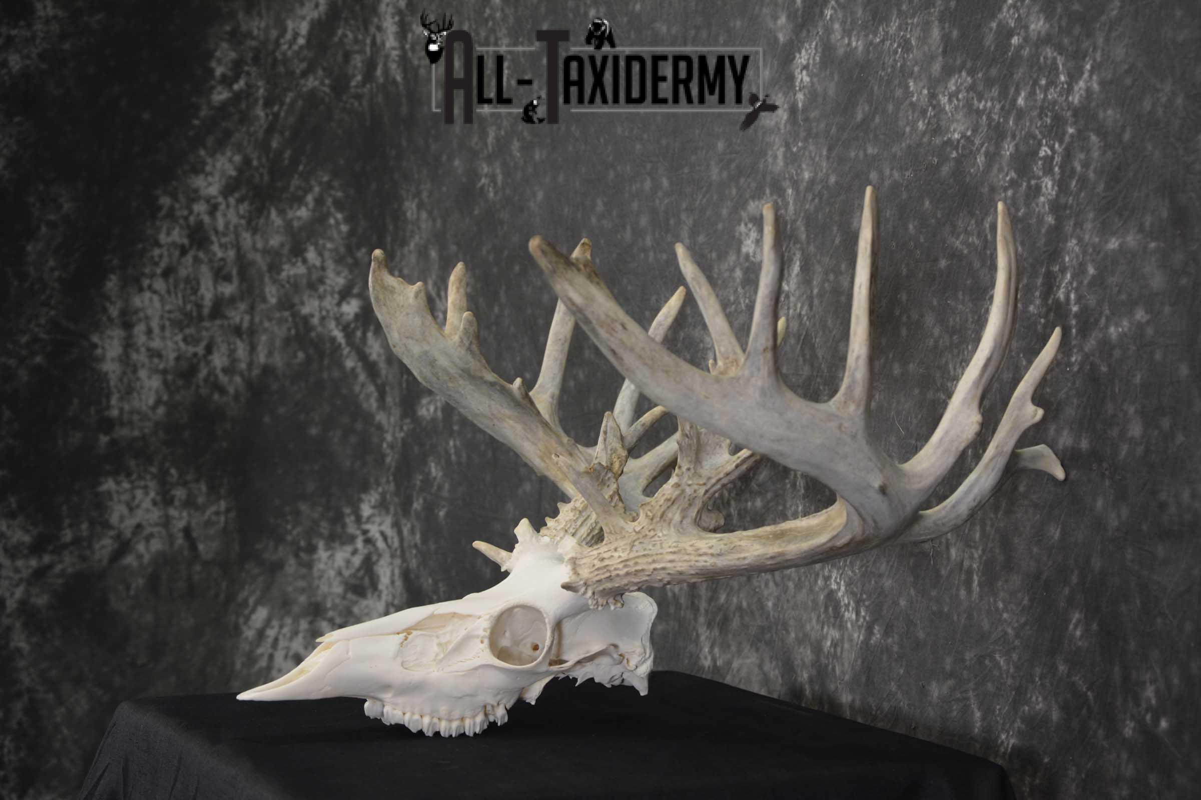 Whitetail European taxidermy skull for sale SKU 1846 - Image 4