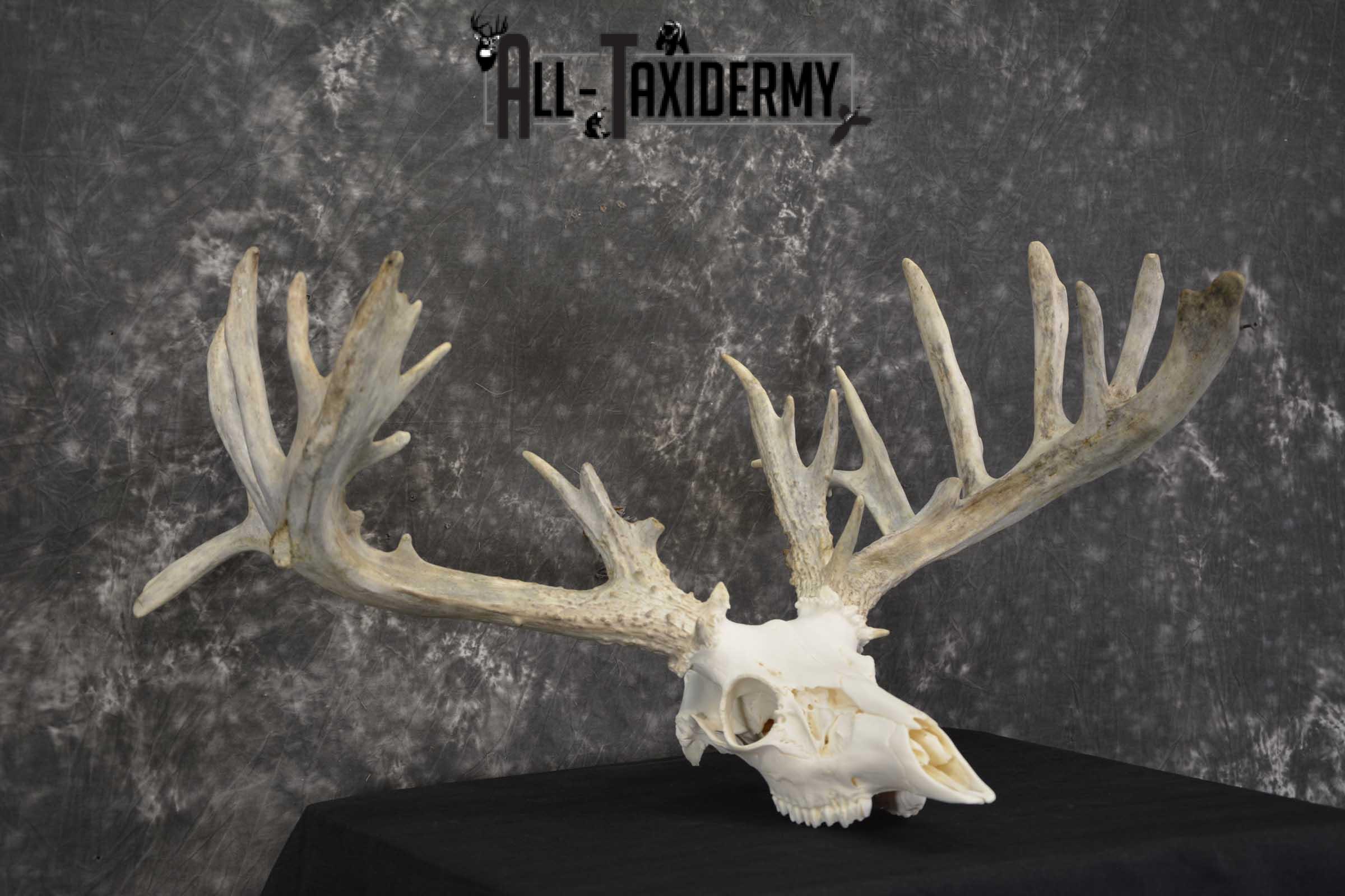 Whitetail European taxidermy skull for sale SKU 1846 - Image 3