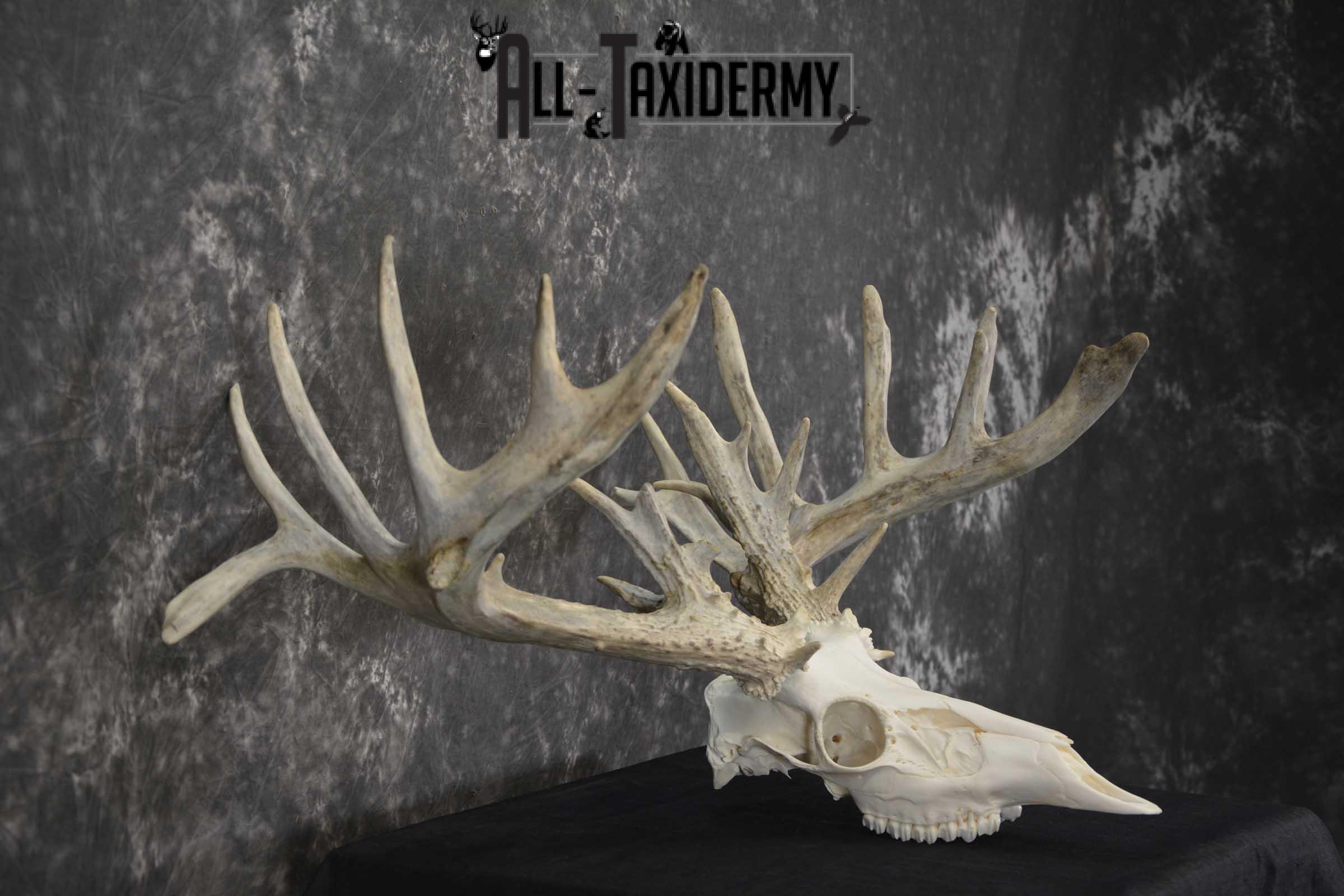 Whitetail European taxidermy skull for sale SKU 1846 - Image 2