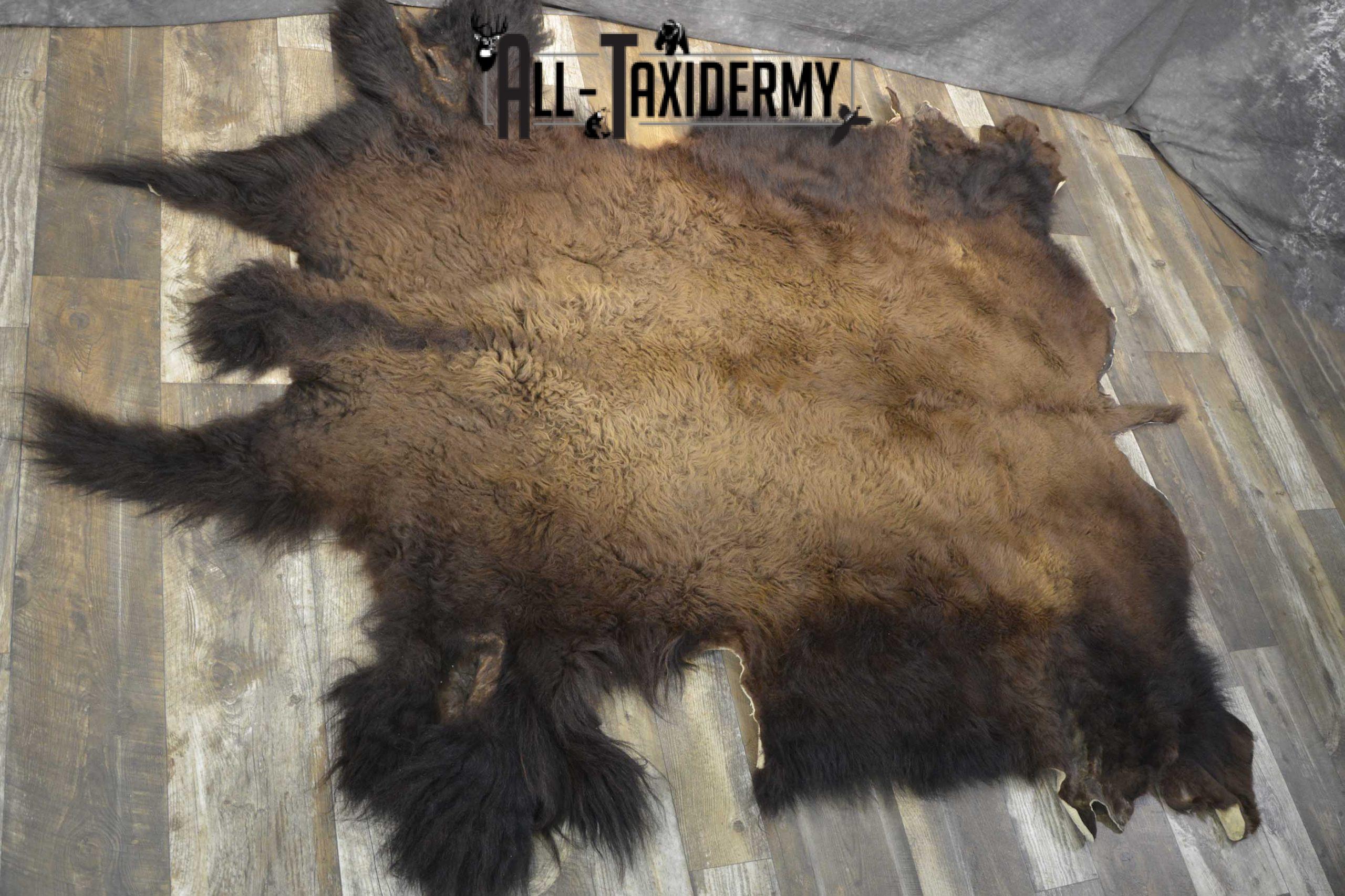 Bison Taxidermy Rug for sale SKU 1857 - Image 6