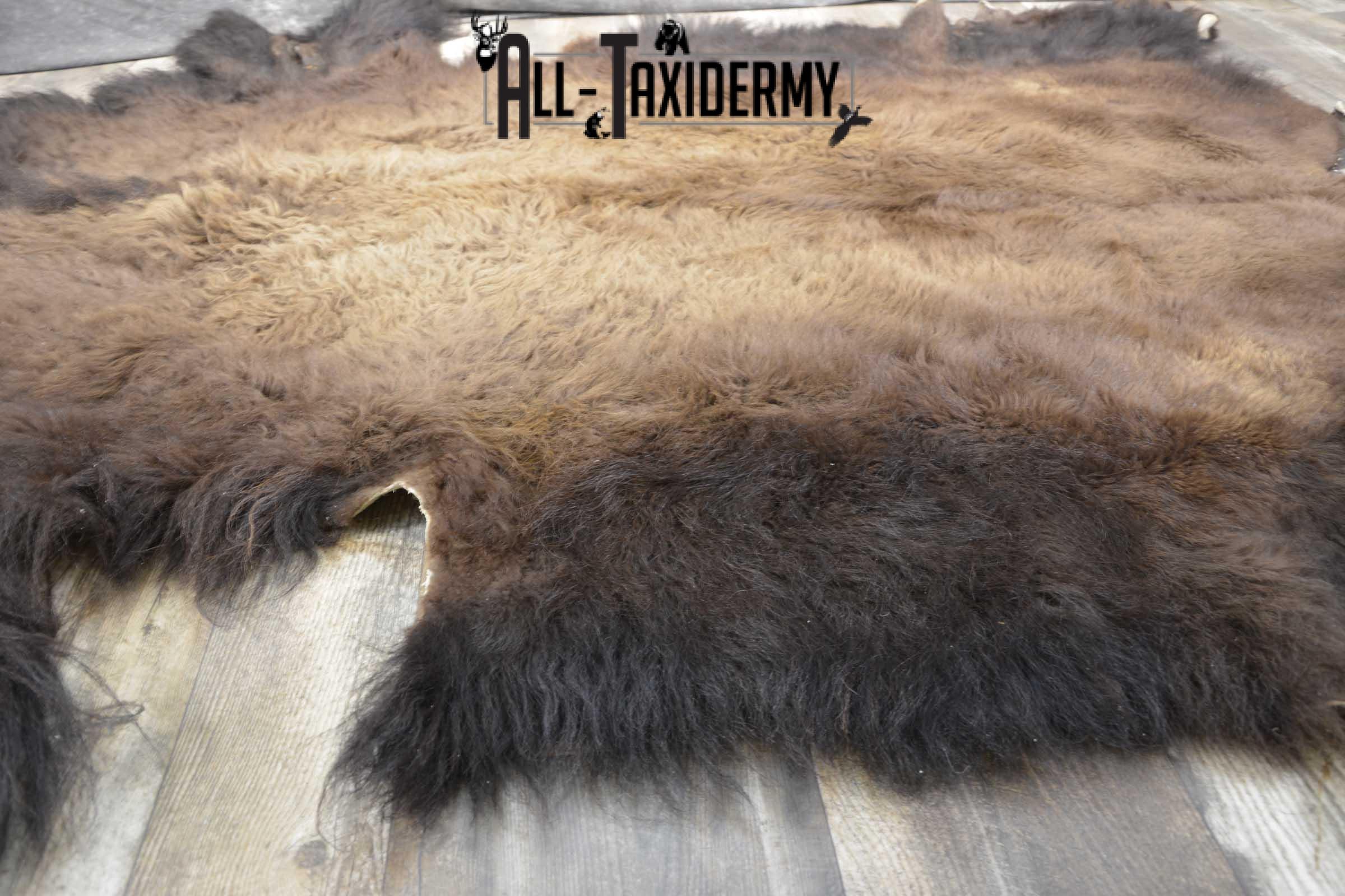 Bison Taxidermy Rug for sale SKU 1857 - Image 3