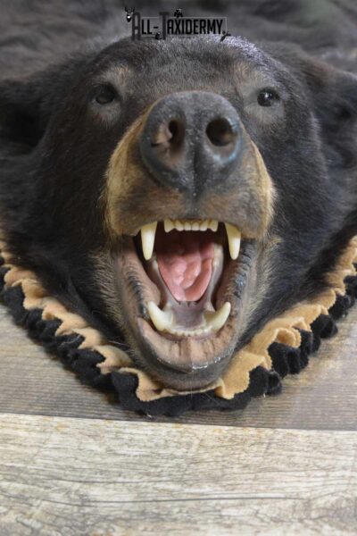 Black Bear Taxidermy Rug for sale SKU 1836