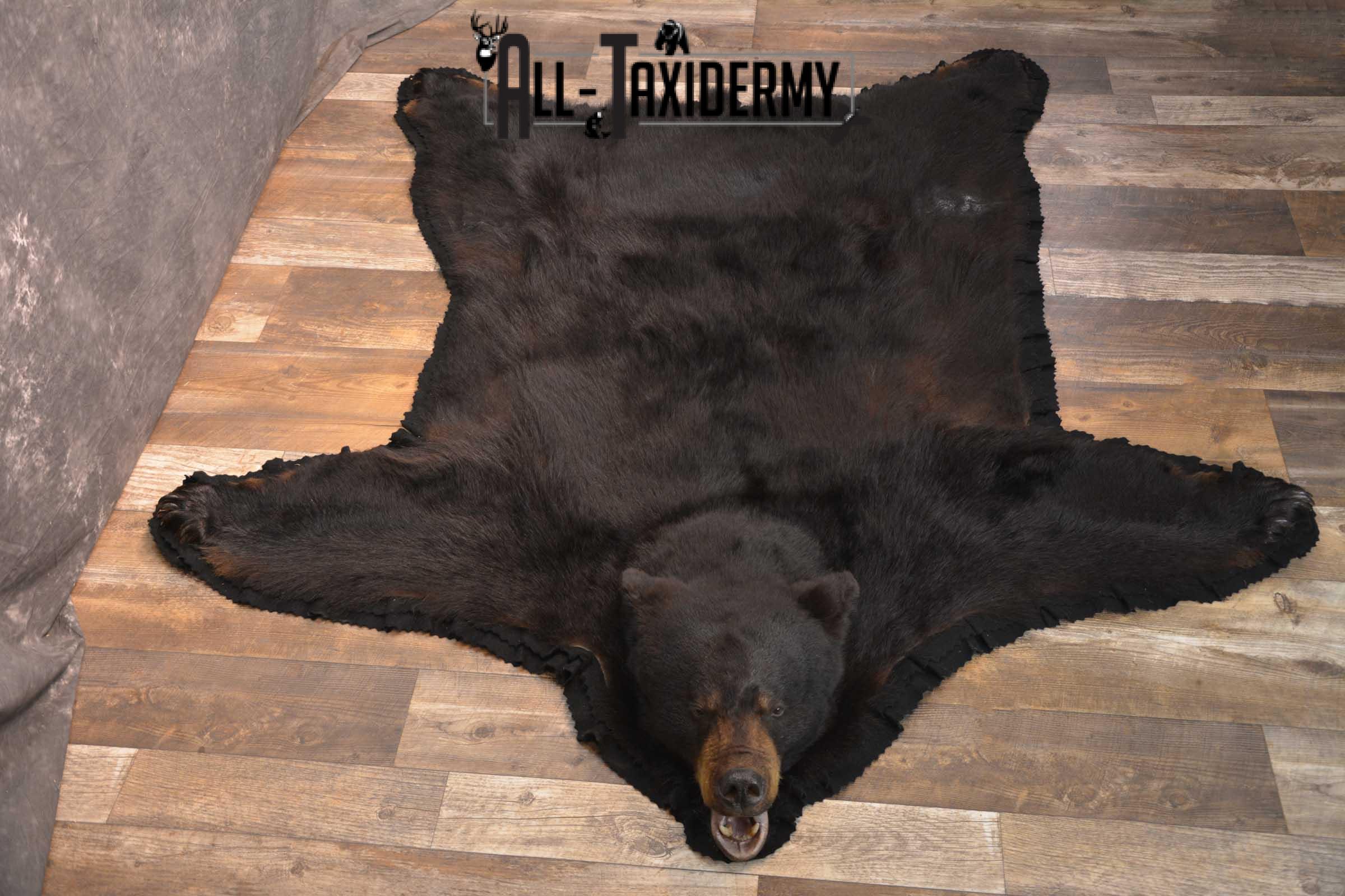 Black Bear taxidermy rug for sale SKU 1856 - Image 6