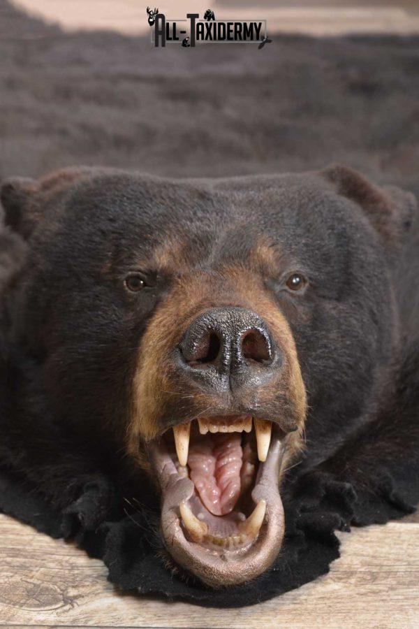 black bear taxidermy for sale