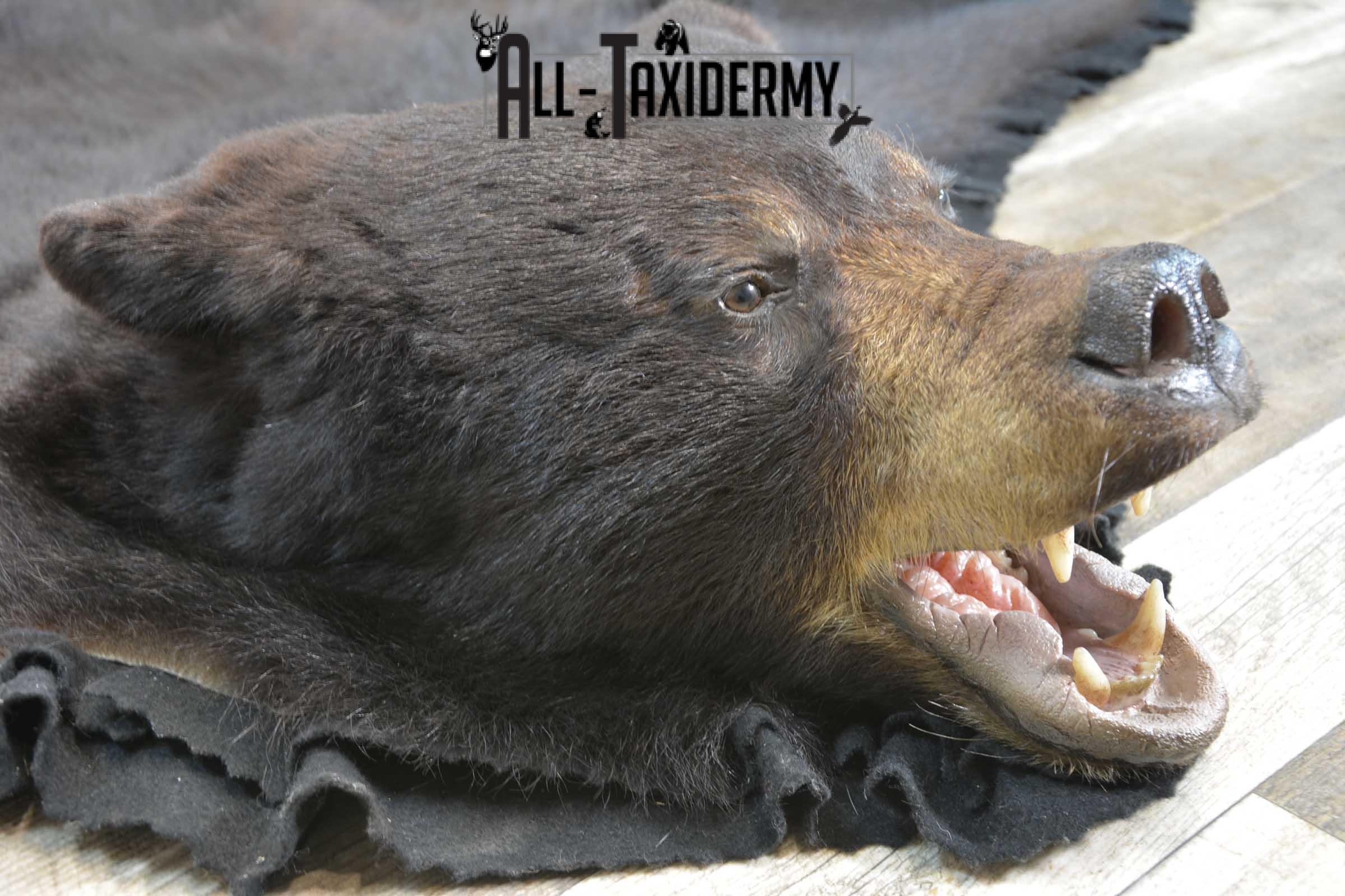 Black Bear taxidermy rug for sale SKU 1856 - Image 5