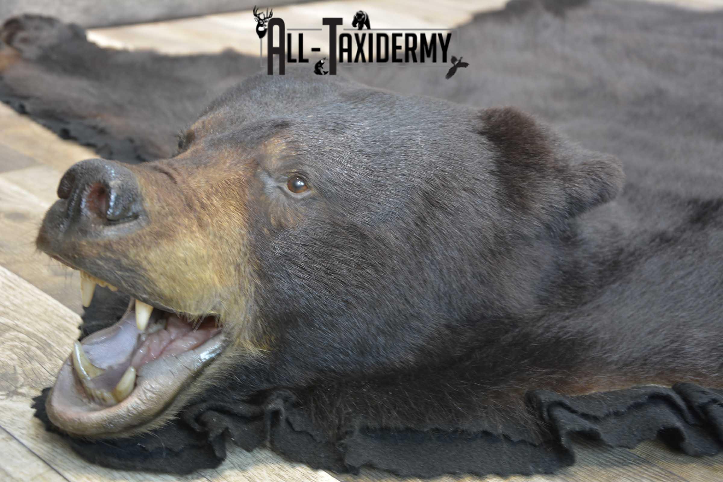 Black Bear taxidermy rug for sale SKU 1856 - Image 4