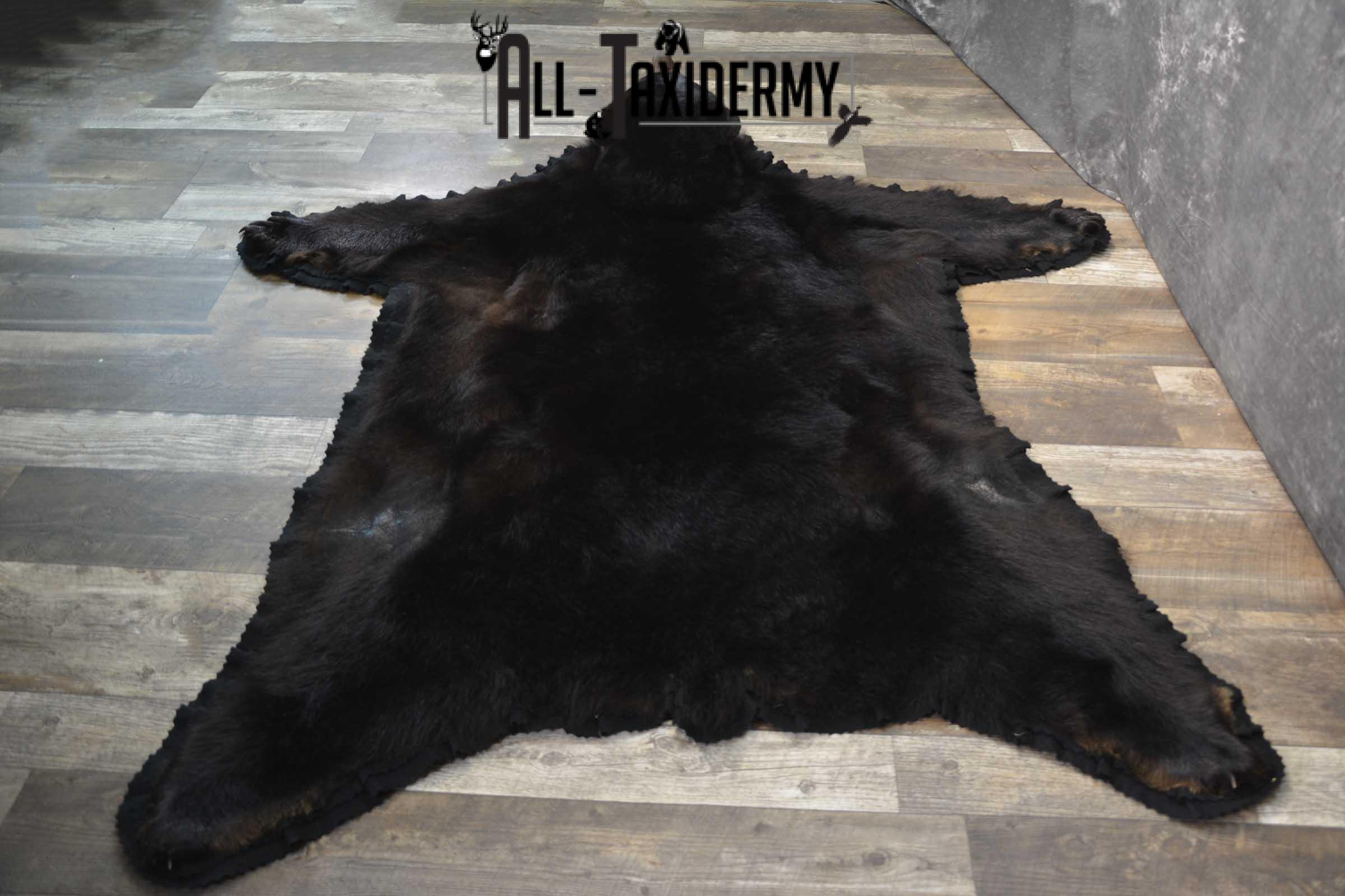 Black Bear taxidermy rug for sale SKU 1856 - Image 3