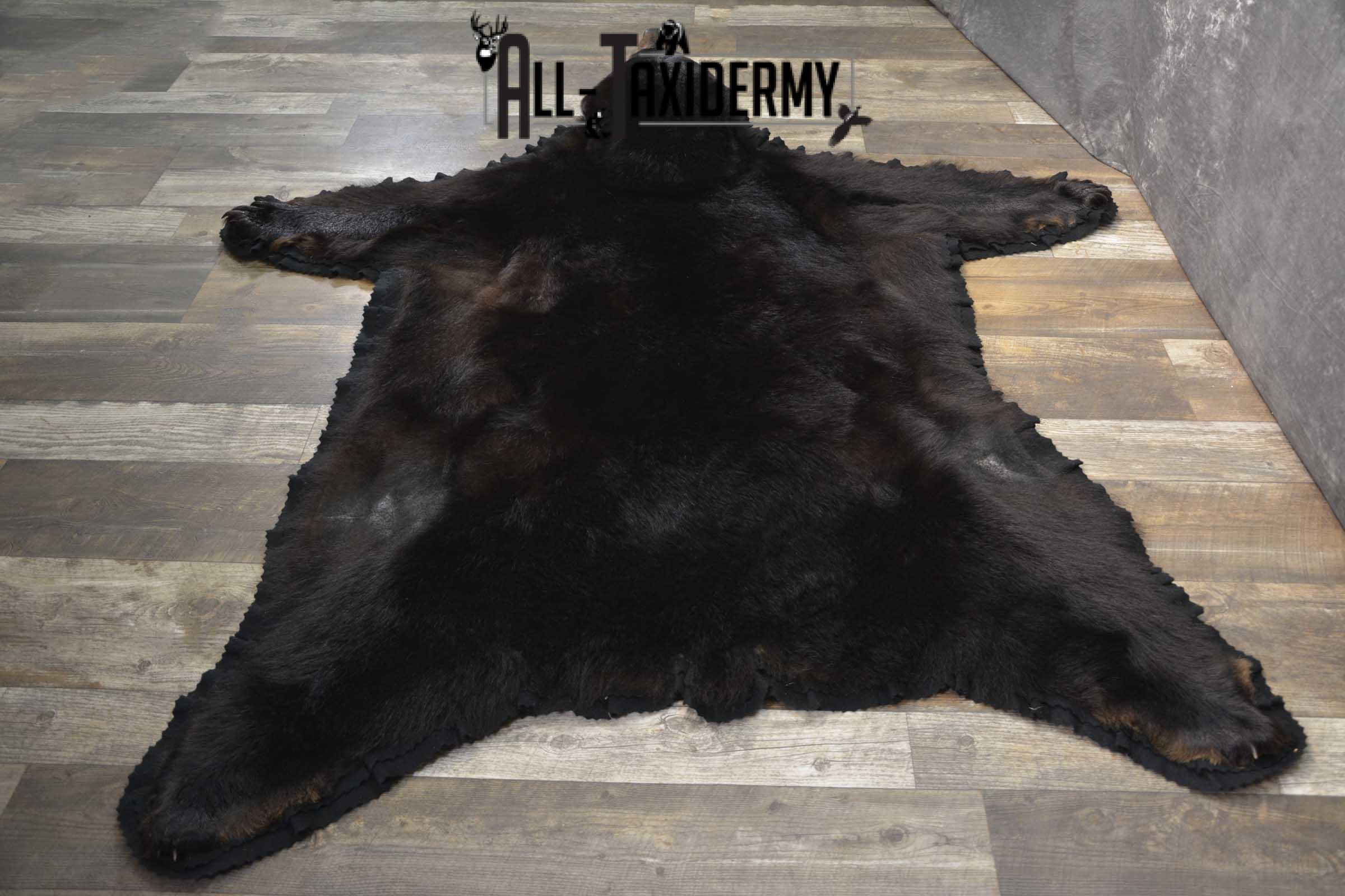 Black Bear taxidermy rug for sale SKU 1856 - Image 2