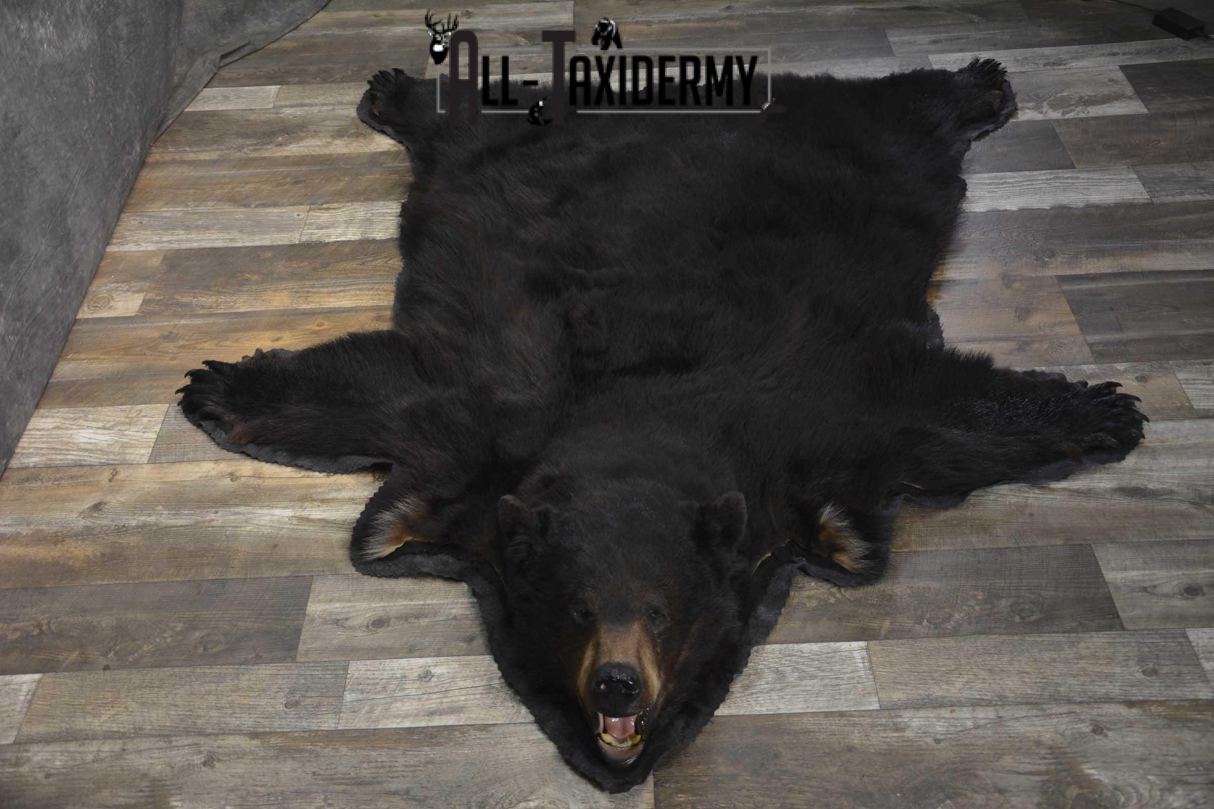Black bear taxidermy rug for sale SKU 1859 - Image 6