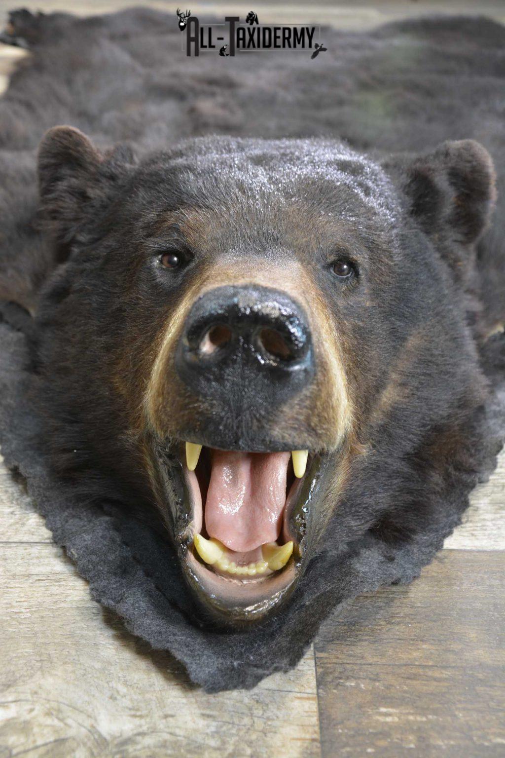 real bear taxidermy