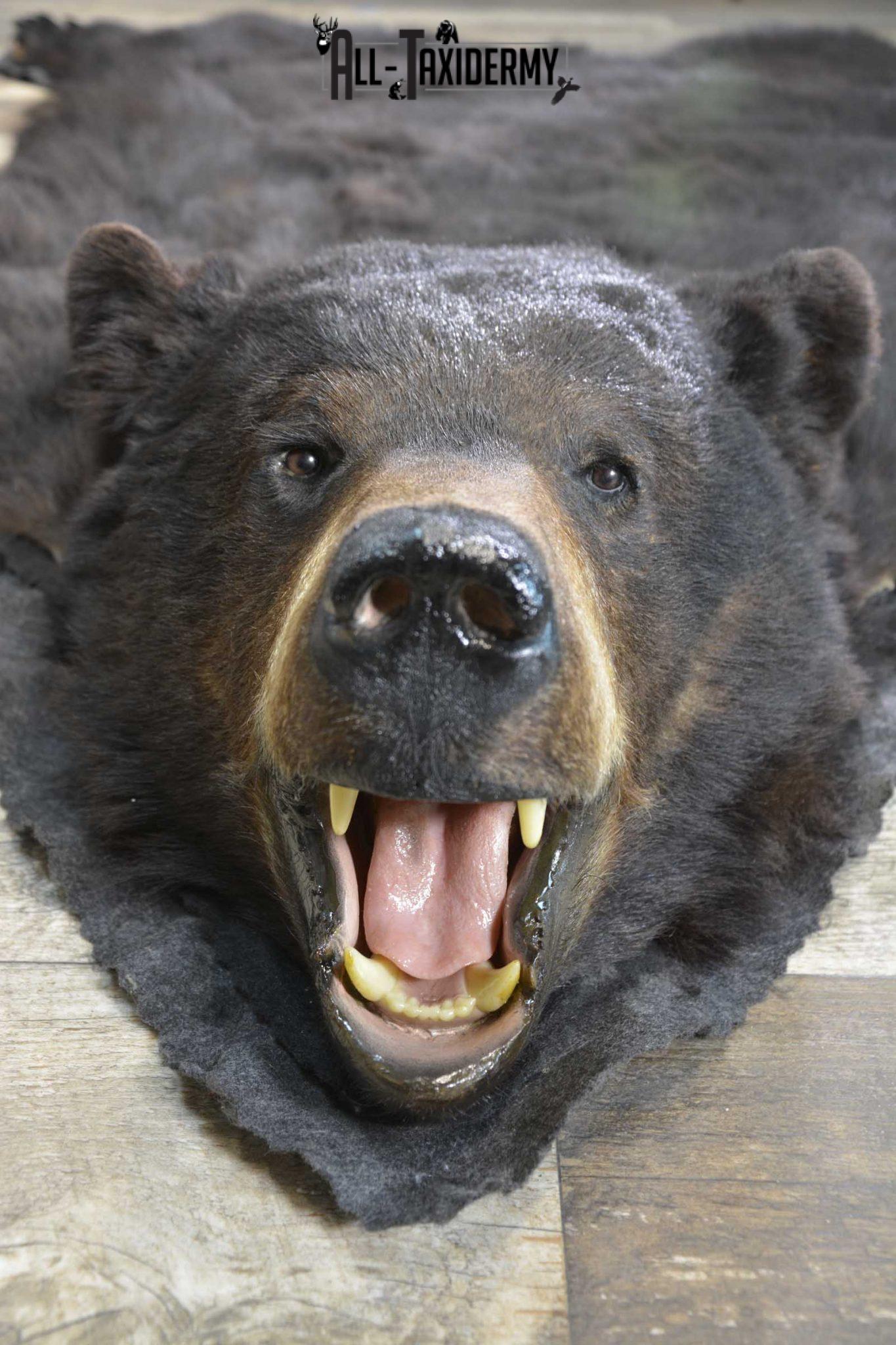 black bear taxidermy for sale