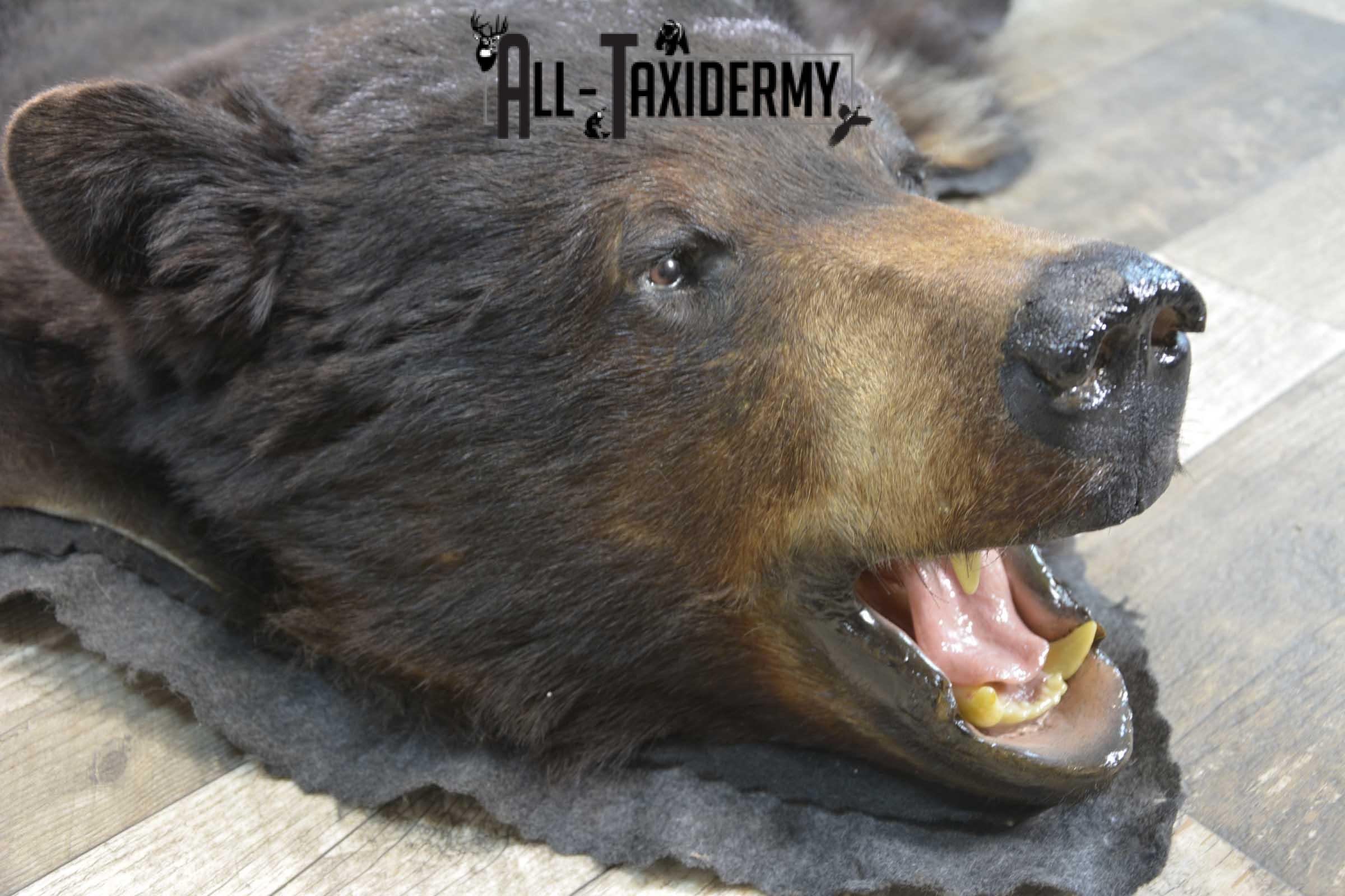 Black bear taxidermy rug for sale SKU 1859 - Image 5