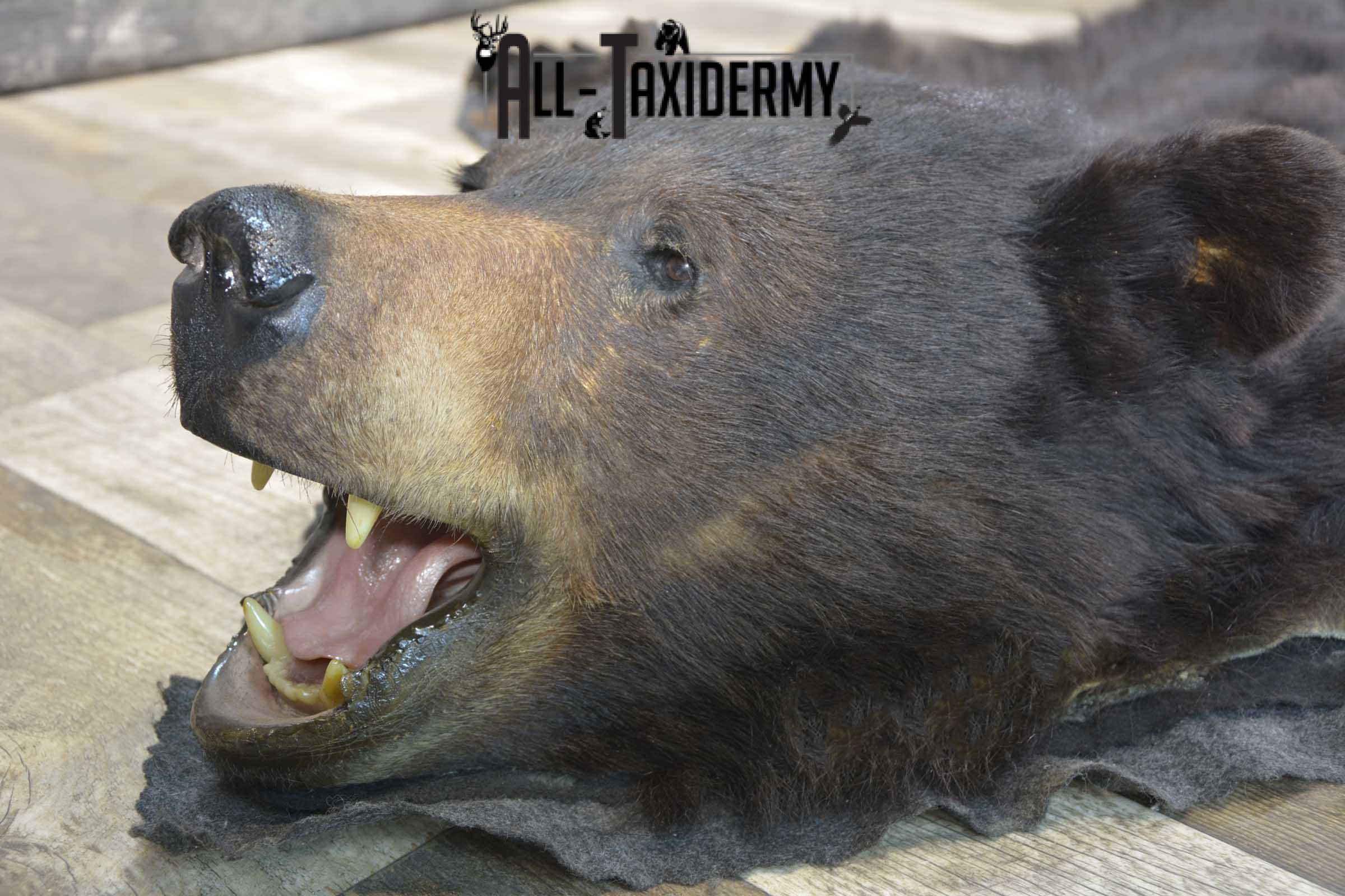 Black bear taxidermy rug for sale SKU 1859 - Image 4