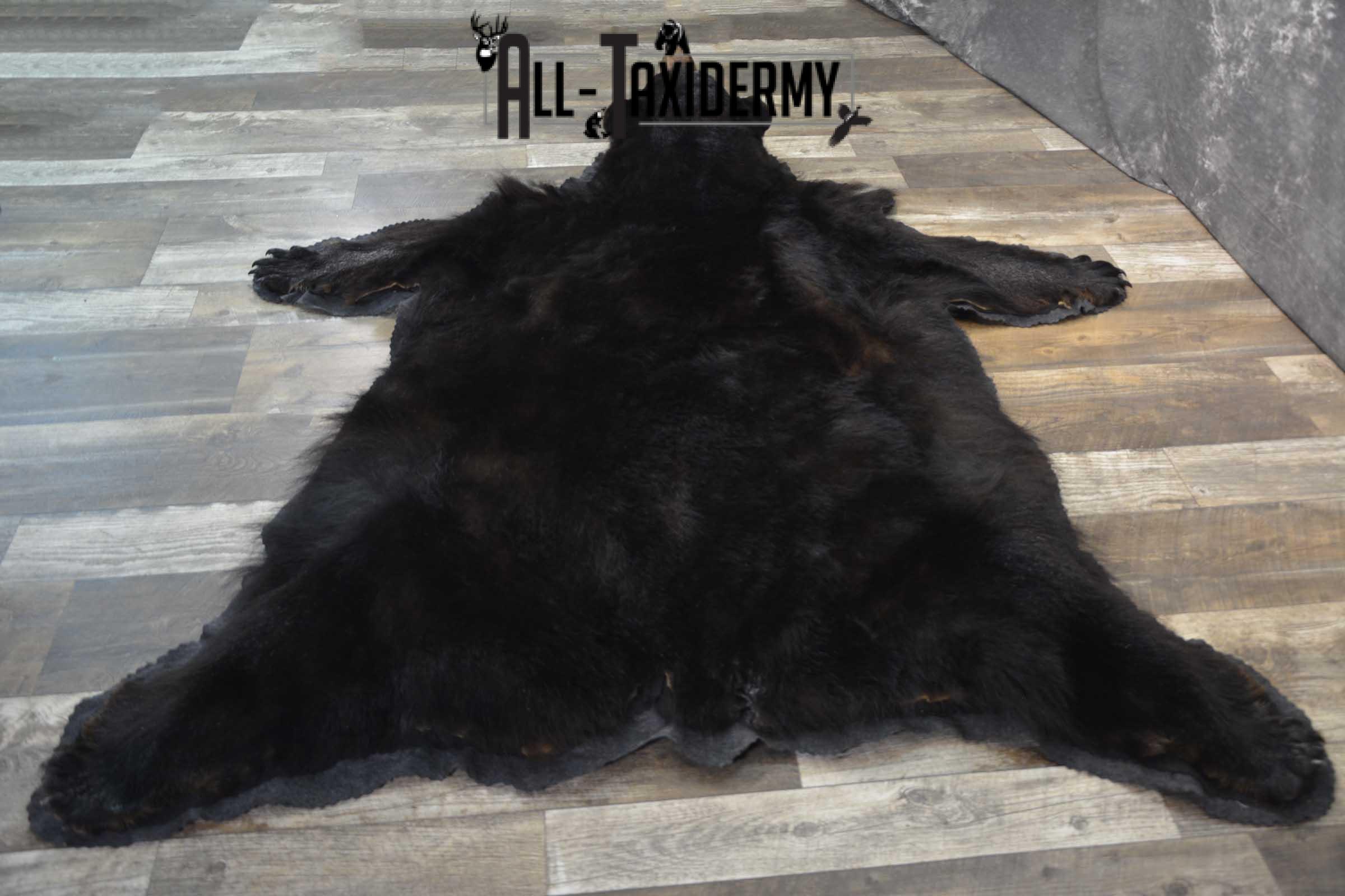 Black bear taxidermy rug for sale SKU 1859 - Image 2