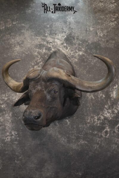 African Cape Buffalo taxidermy mount for sale SKU 1858