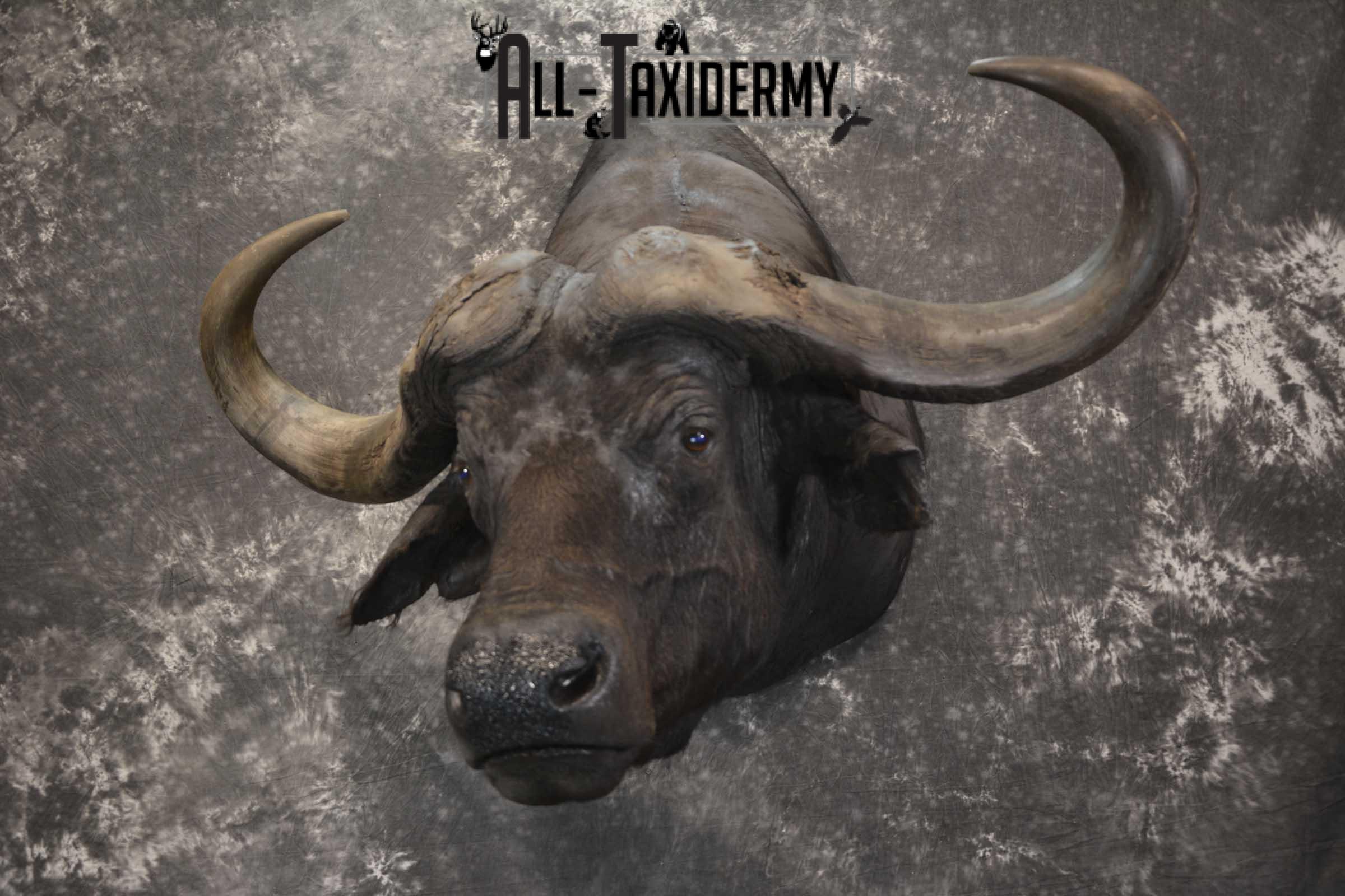 African Cape Buffalo taxidermy mount for sale SKU 1858 - Image 9