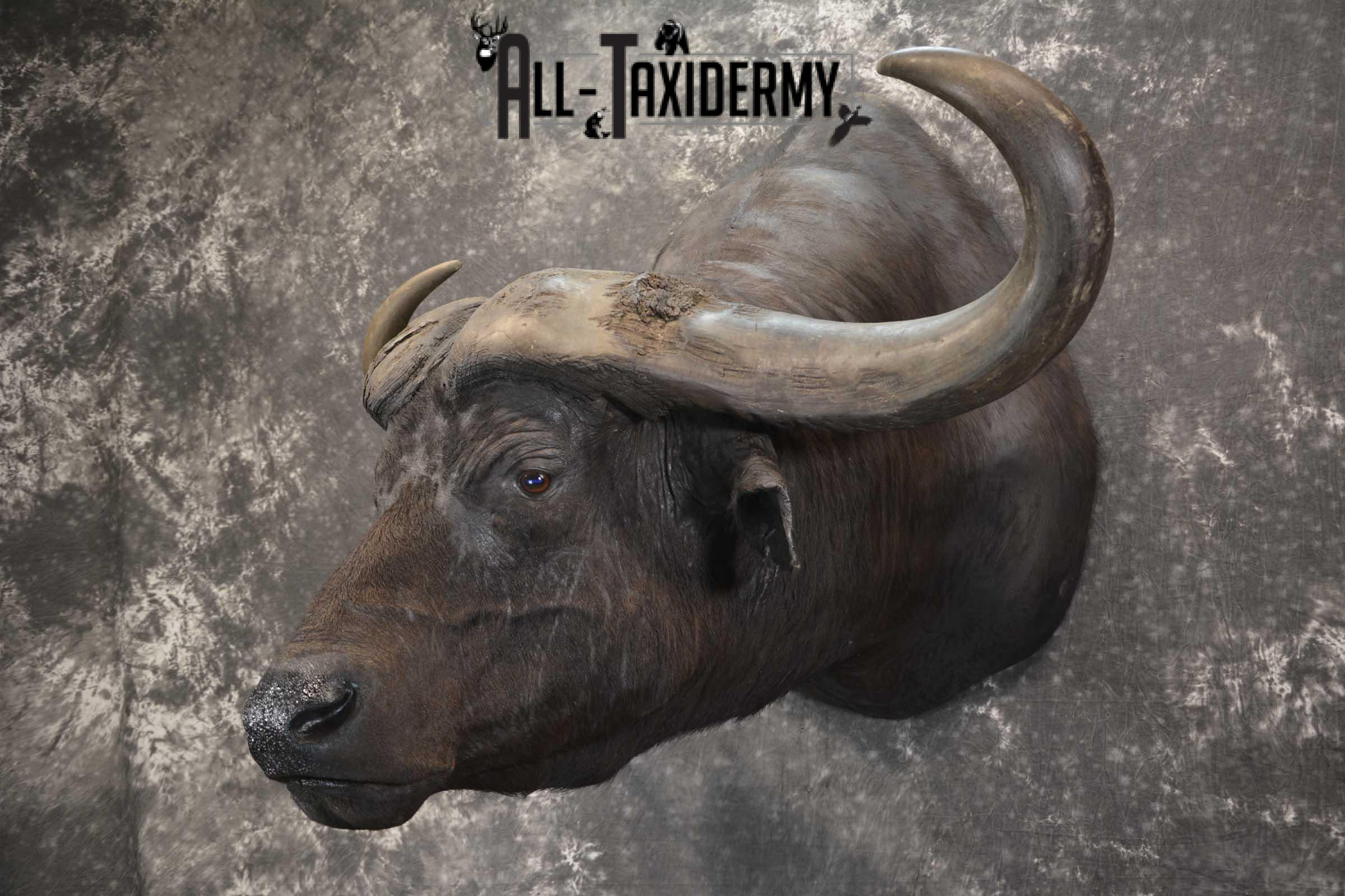 African Cape Buffalo taxidermy mount for sale SKU 1858 - Image 8