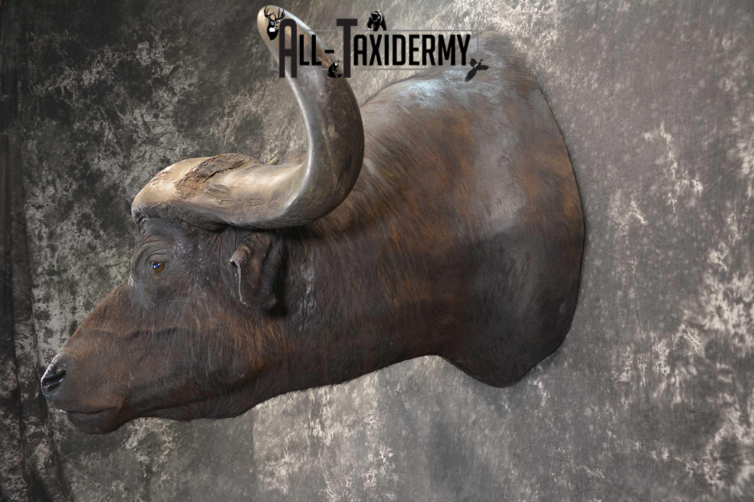 African Cape Buffalo taxidermy mount for sale SKU 1858 - Image 7