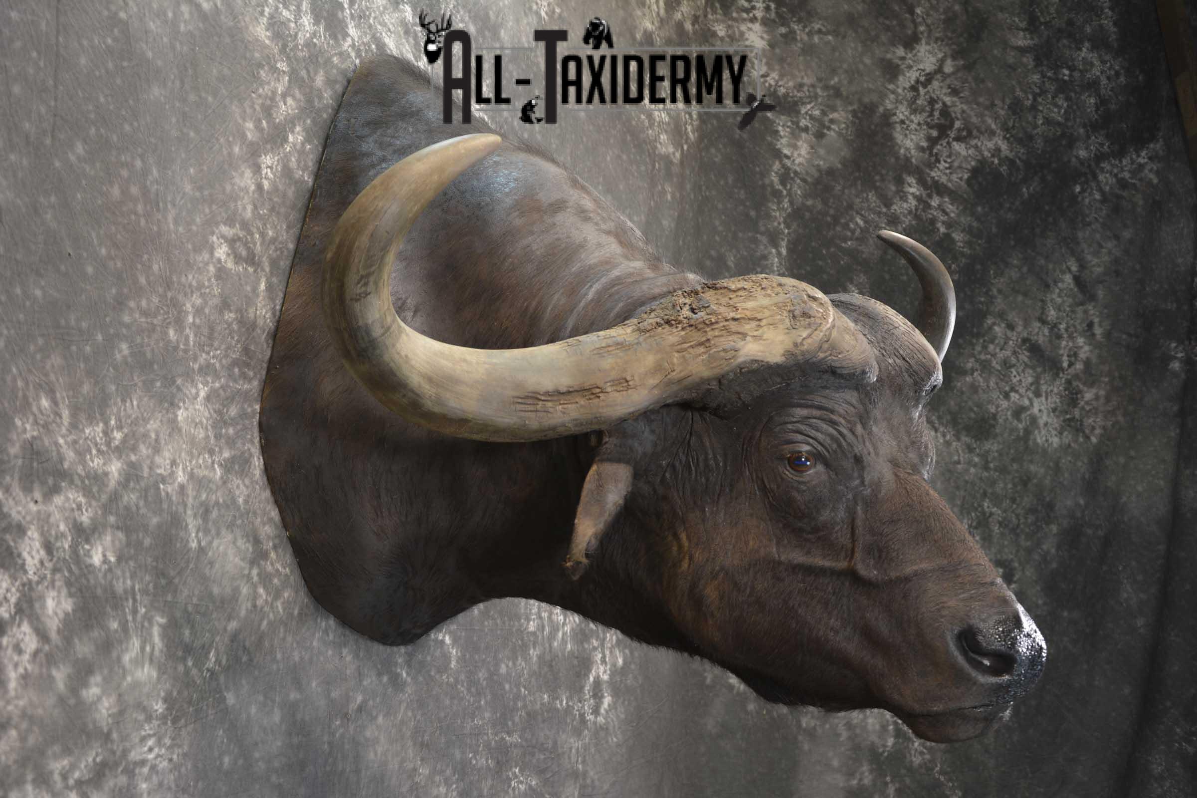 African Cape Buffalo taxidermy mount for sale SKU 1858 - Image 5