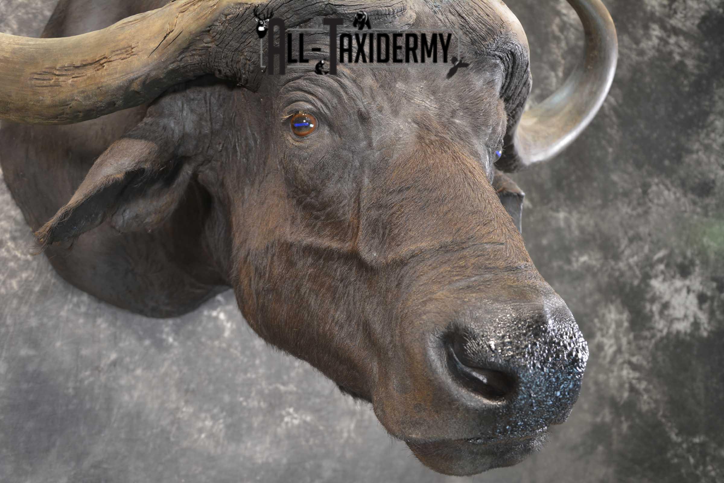 African Cape Buffalo taxidermy mount for sale SKU 1858 - Image 4