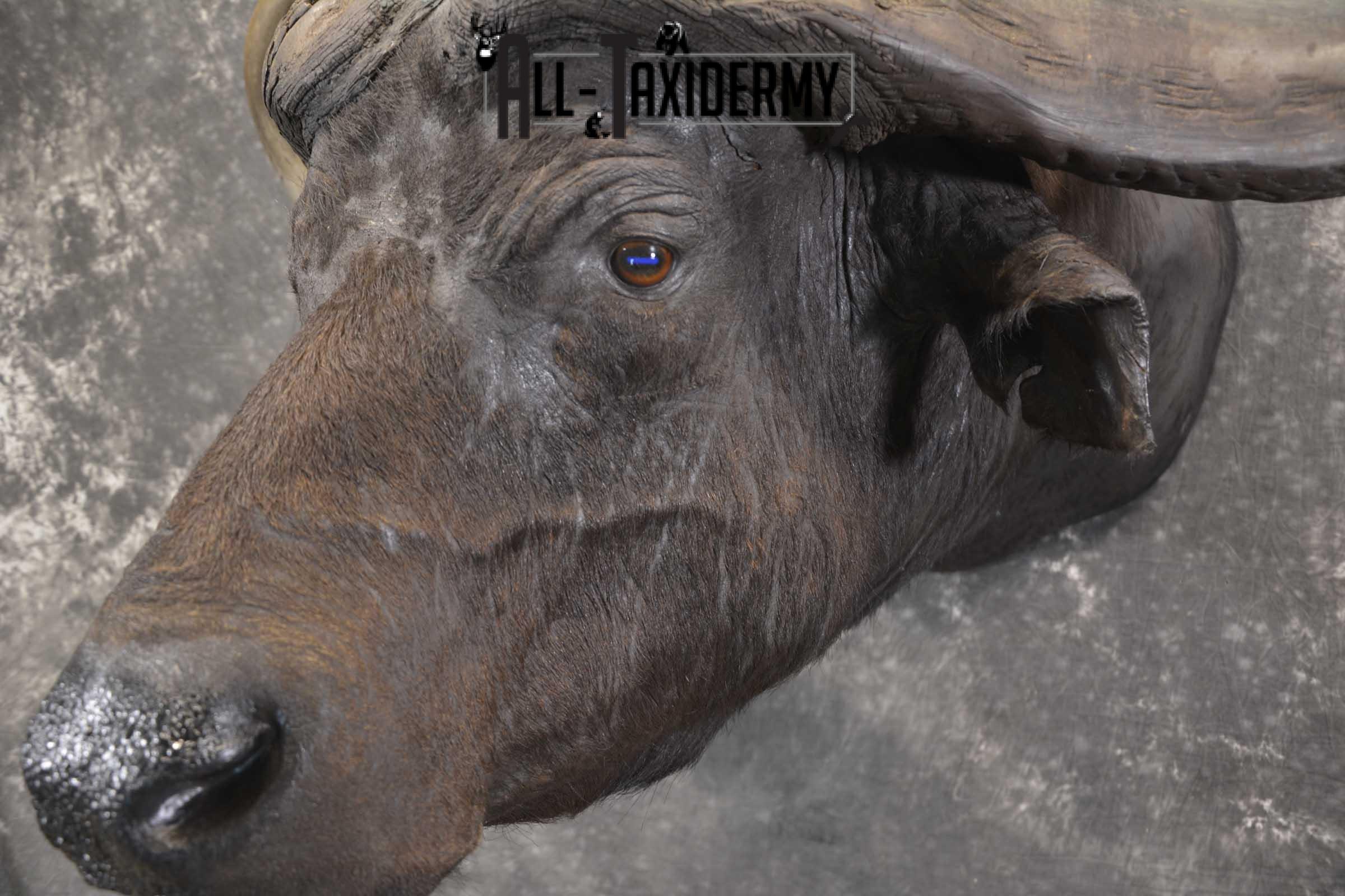 African Cape Buffalo taxidermy mount for sale SKU 1858 - Image 3
