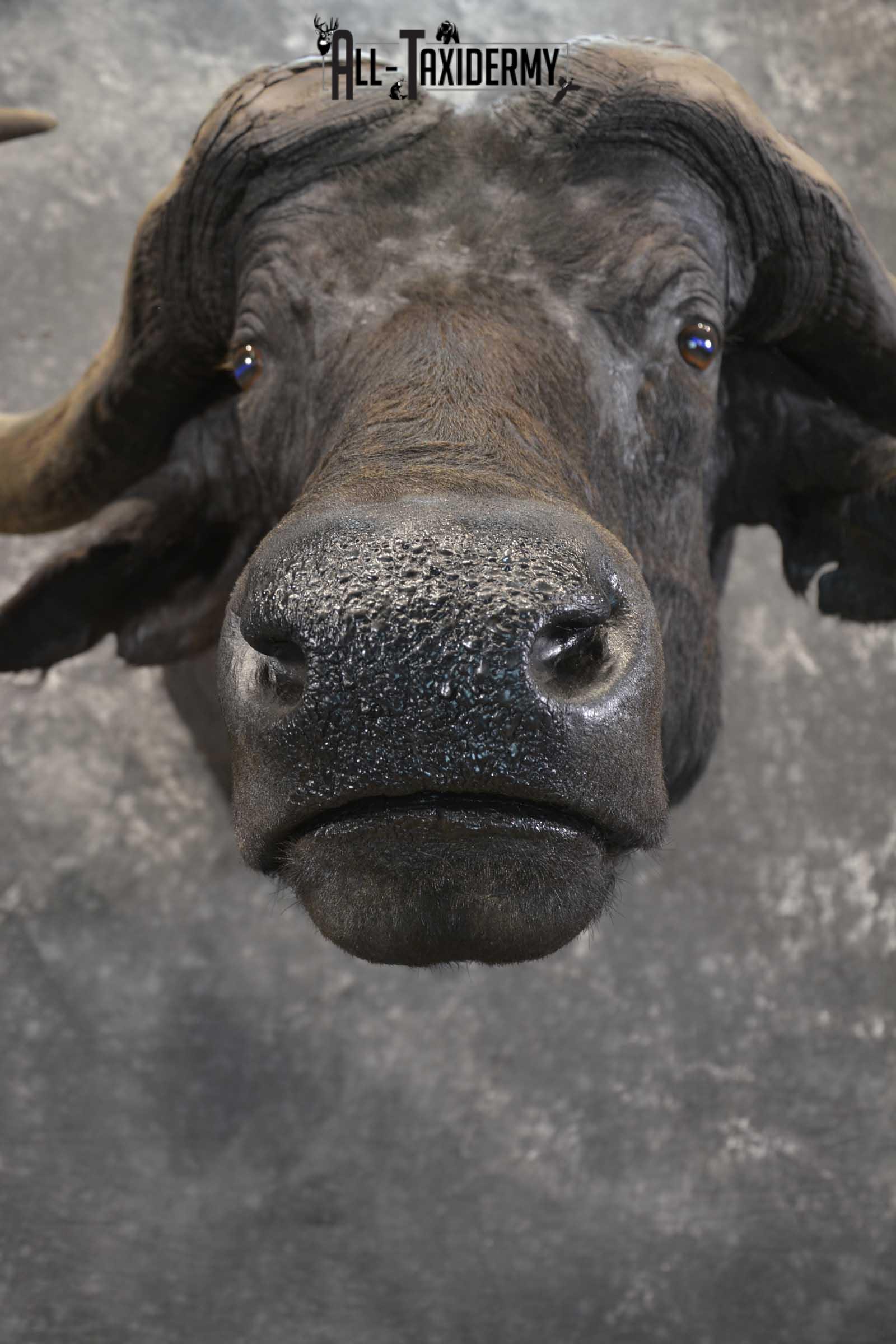 African Cape Buffalo taxidermy mount for sale SKU 1858 - Image 2