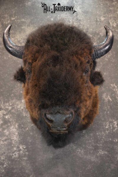 Bison Buffalo Taxidermy shoulder mount for Sale SKU 1476