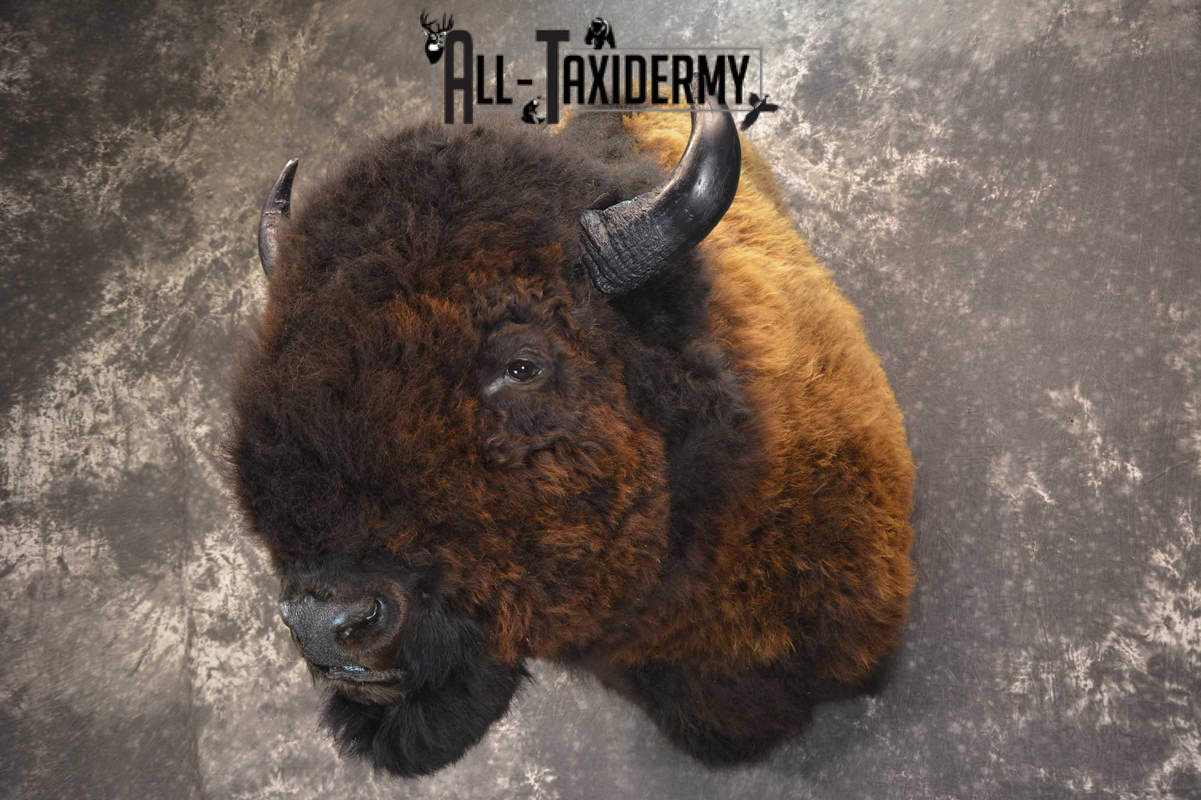 Bison Buffalo Taxidermy shoulder mount for Sale SKU 1476 - Image 10