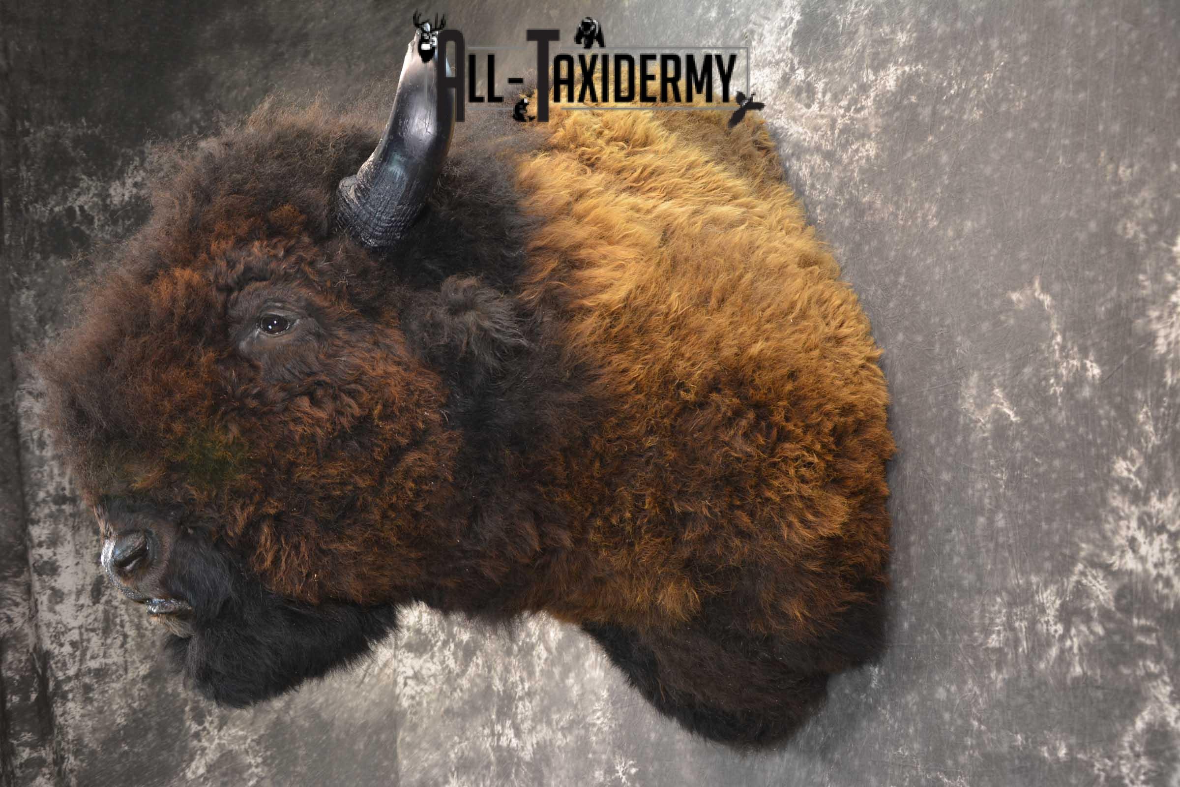 Bison Buffalo Taxidermy shoulder mount for Sale SKU 1476 - Image 9