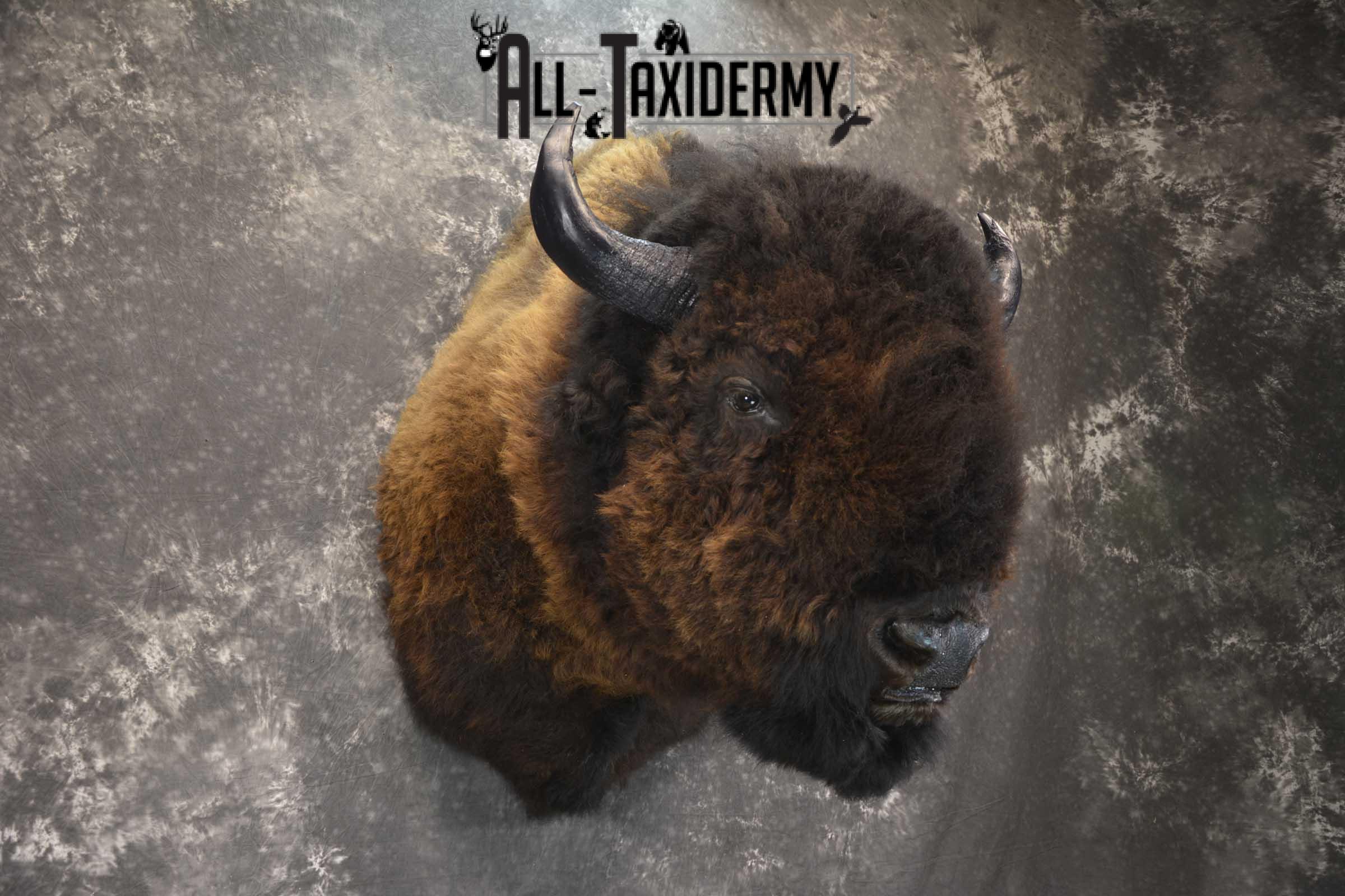 Bison Buffalo Taxidermy shoulder mount for Sale SKU 1476 - Image 8