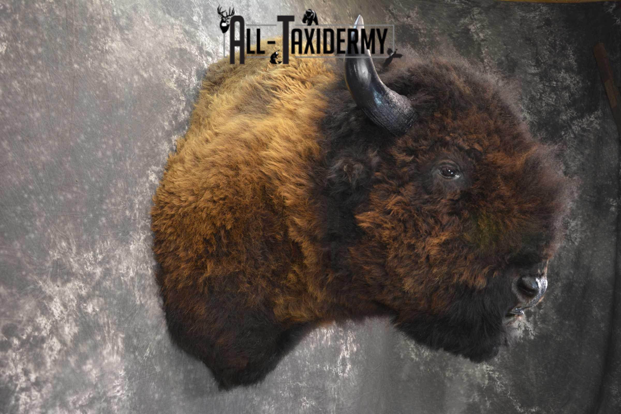 Bison Buffalo Taxidermy shoulder mount for Sale SKU 1476 - Image 7