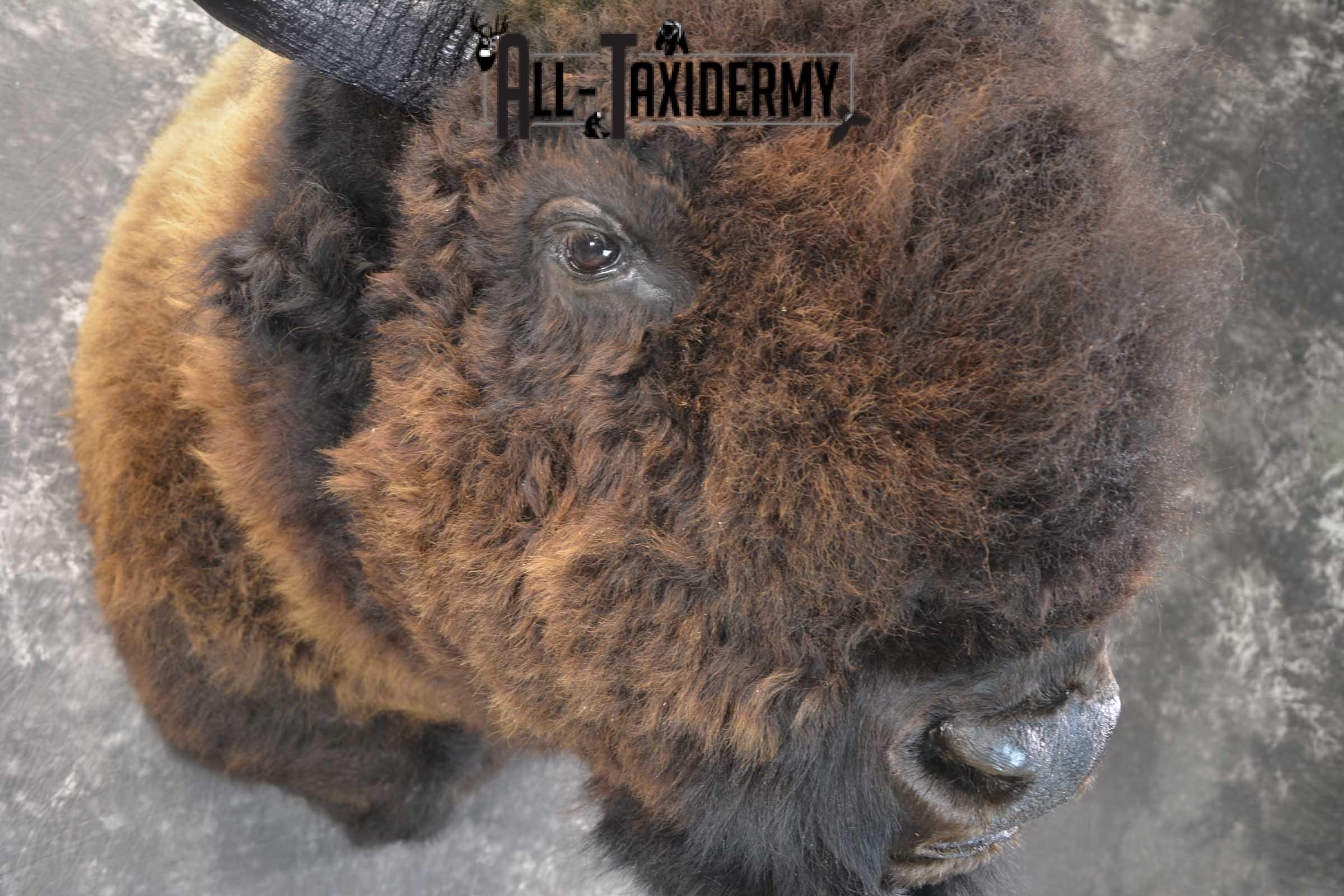 Bison Buffalo Taxidermy shoulder mount for Sale SKU 1476 - Image 6