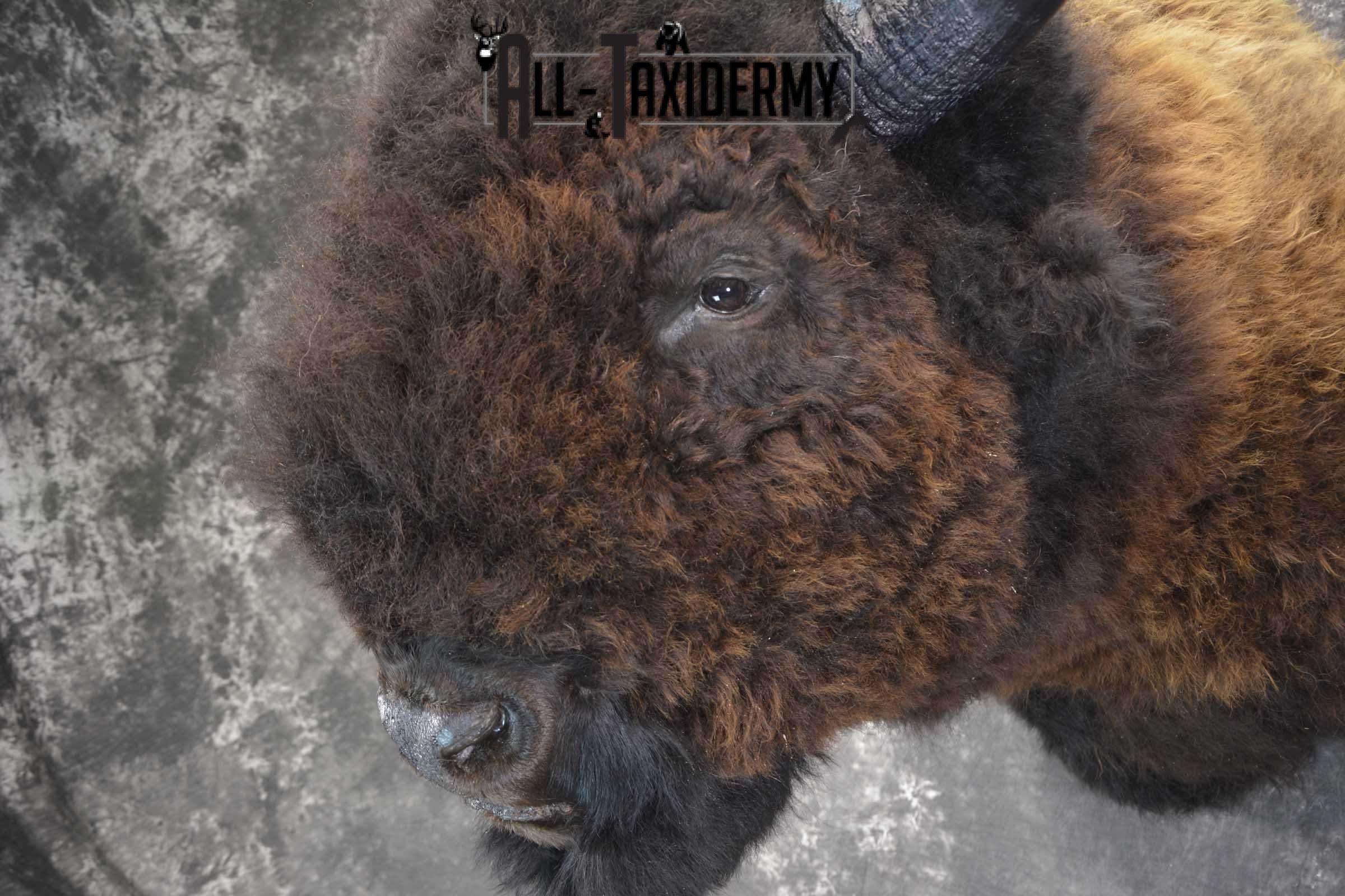 Bison Buffalo Taxidermy shoulder mount for Sale SKU 1476 - Image 5