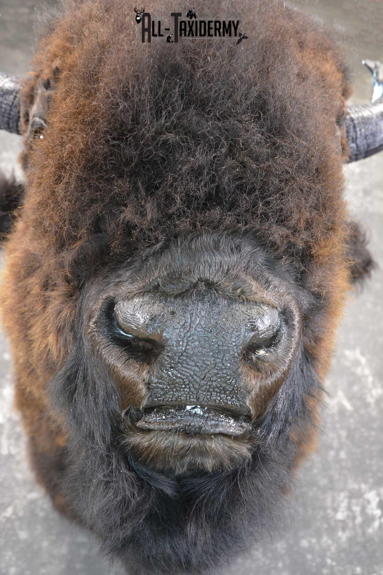 Bison Buffalo Taxidermy shoulder mount for Sale SKU 1476 - Image 4