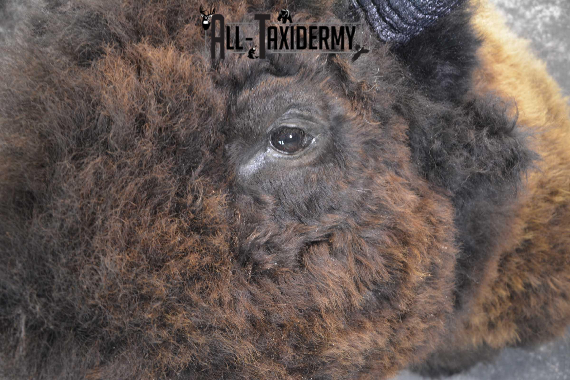 Bison Buffalo Taxidermy shoulder mount for Sale SKU 1476 - Image 3