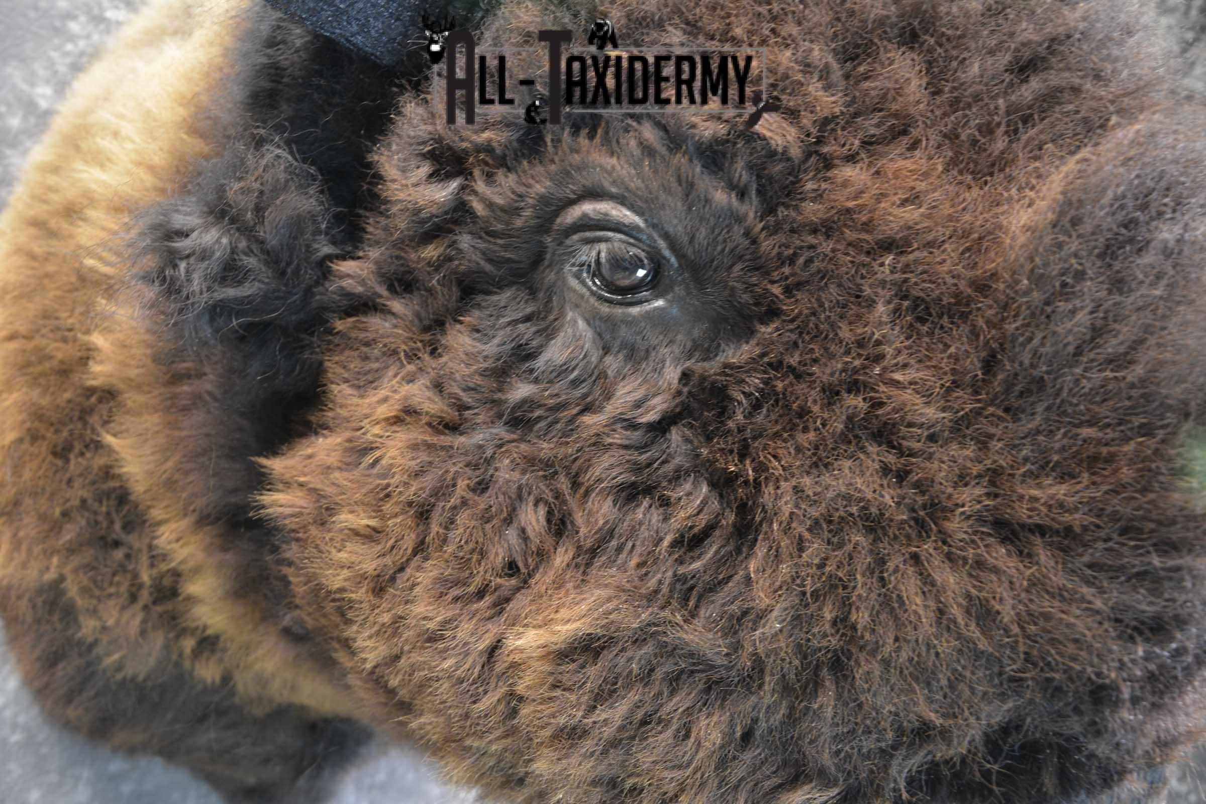 Bison Buffalo Taxidermy shoulder mount for Sale SKU 1476 - Image 2
