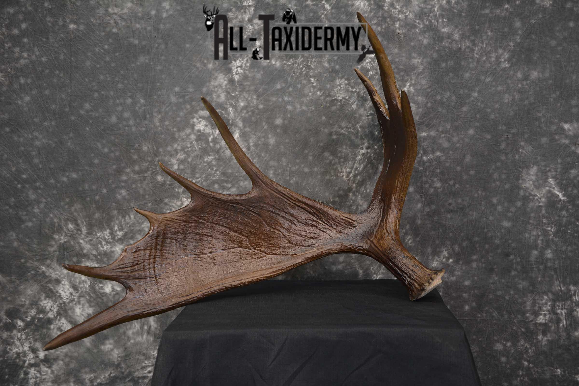 Moose Antler Cut Skull cap taxidermy for sale SKU 1844.1 - Image 2