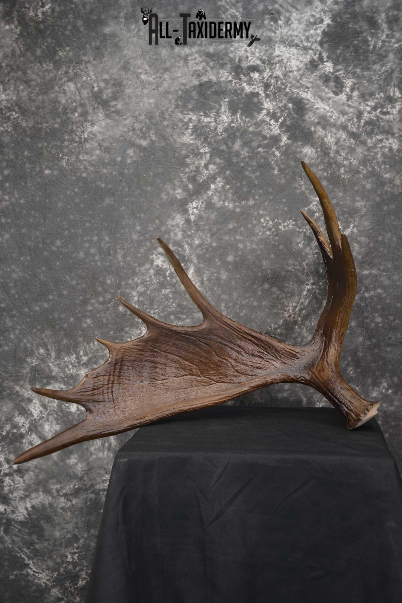 Moose Antler Cut Skull cap taxidermy for sale SKU 1844.1 - Image 3