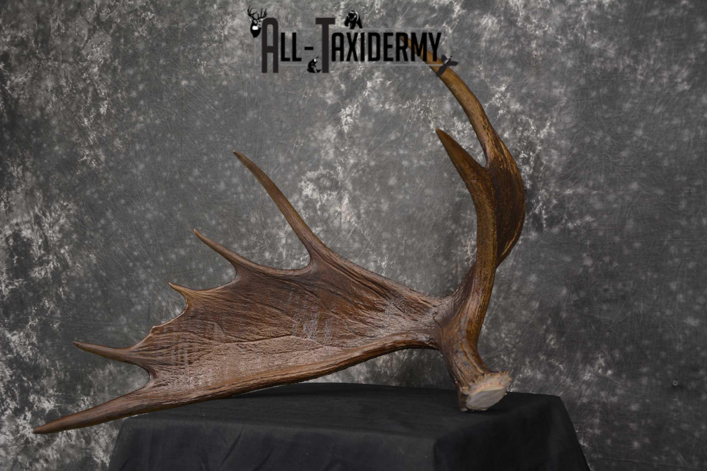 Moose Antler Cut Skull cap taxidermy for sale SKU 1844.1 - Image 4