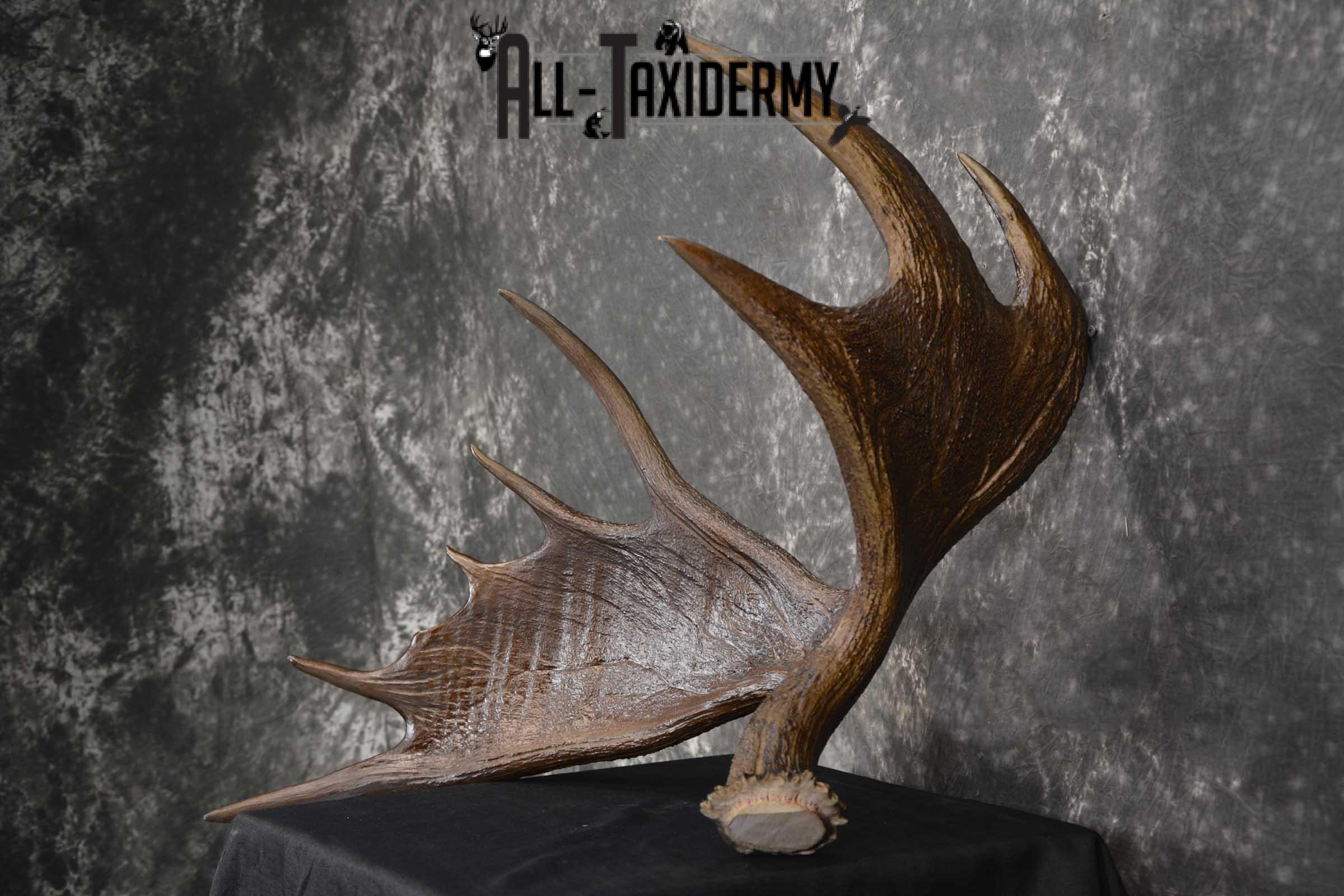 Moose Antler Cut Skull cap taxidermy for sale SKU 1844.1 - Image 5