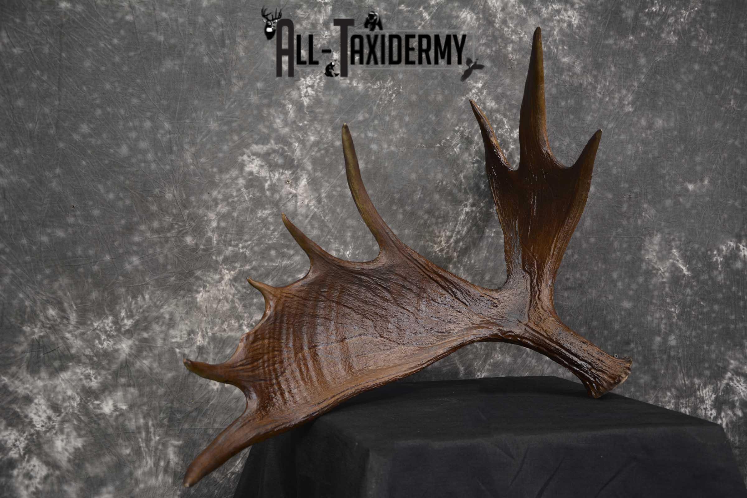 Moose Antler Cut Skull cap taxidermy for sale SKU 1844.1 - Image 6