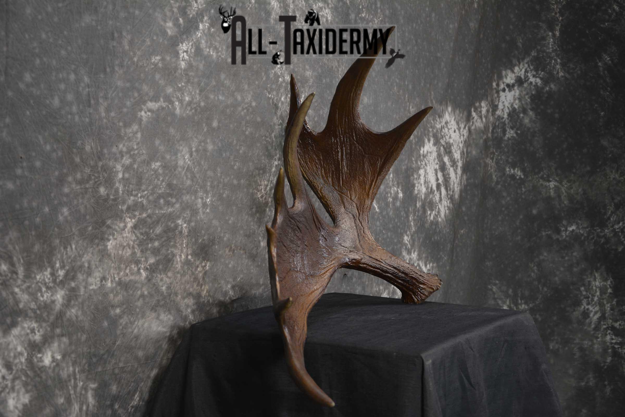 Moose Antler Cut Skull cap taxidermy for sale SKU 1844.1 - Image 7