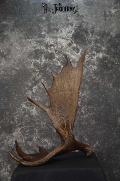 Moose Antler Cut Skull cap taxidermy for sale SKU 1844.1