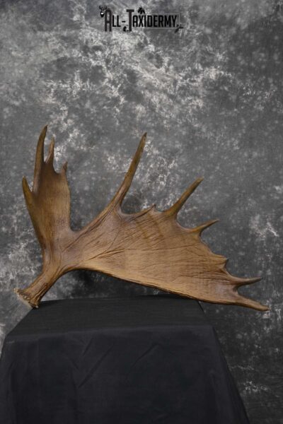 Moose Antler Cut Skull cap taxidermy for sale SKU 1844.2
