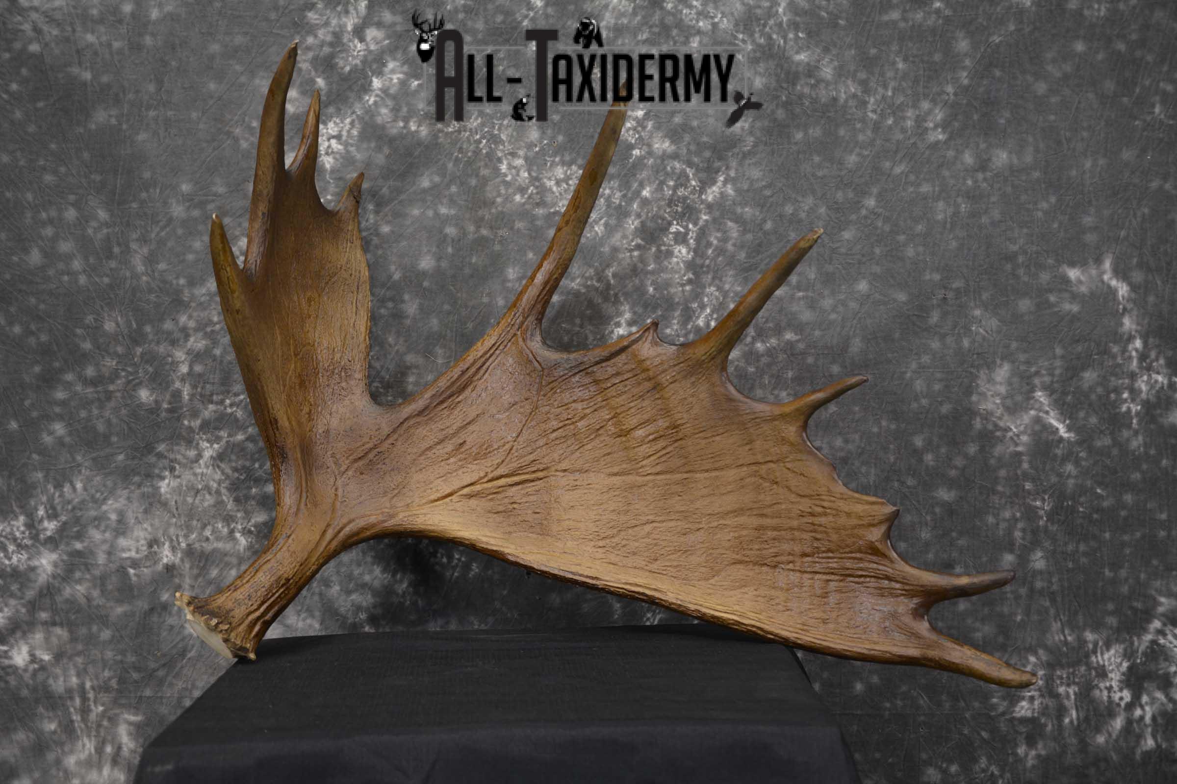Moose Antler Cut Skull cap taxidermy for sale SKU 1844.2 - Image 7